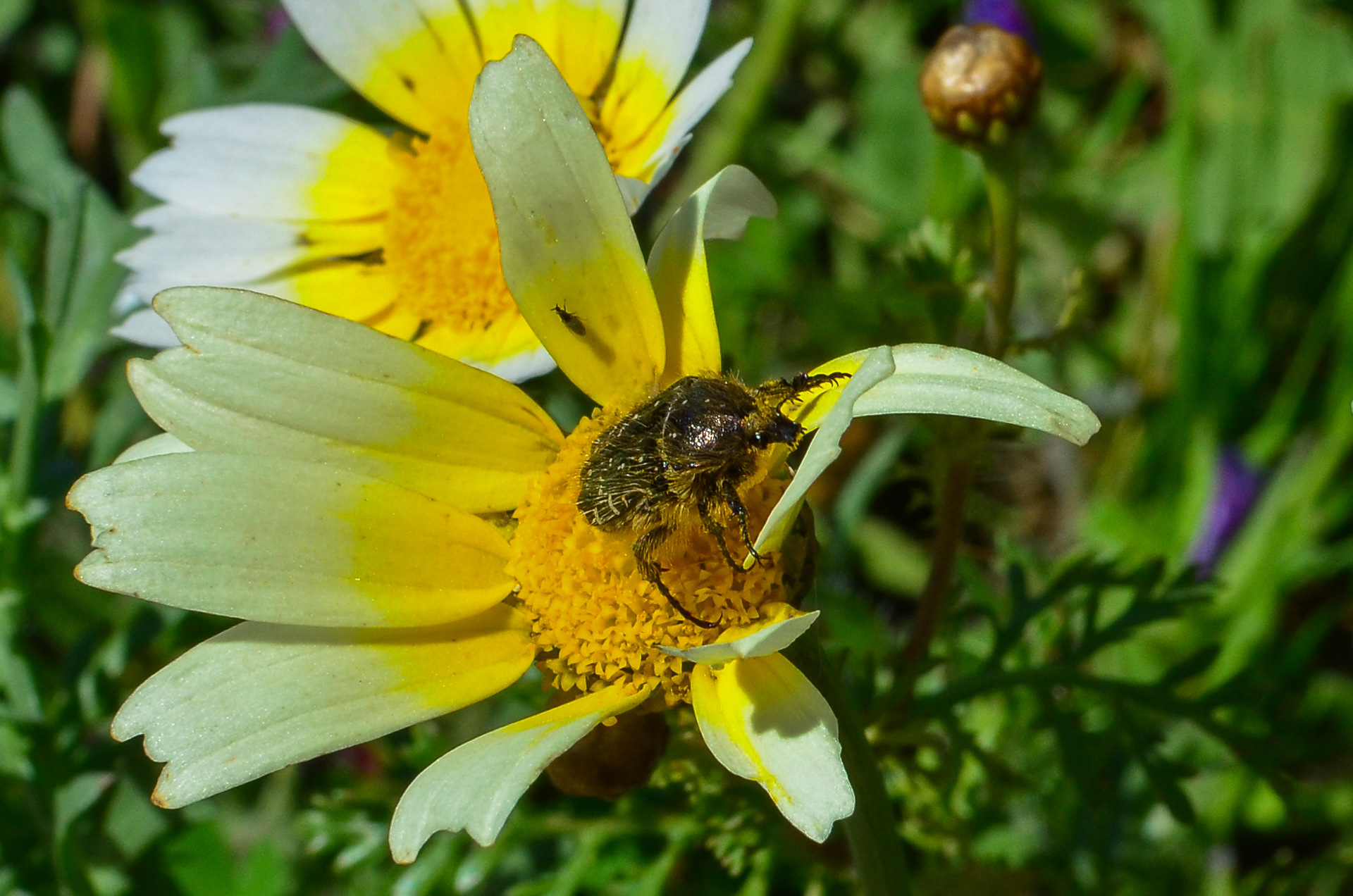 White-spotted Rose-beetle (Oxythyrea funesta)