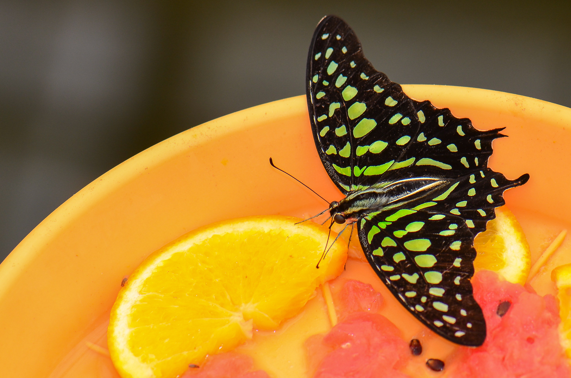 Tailed Jay