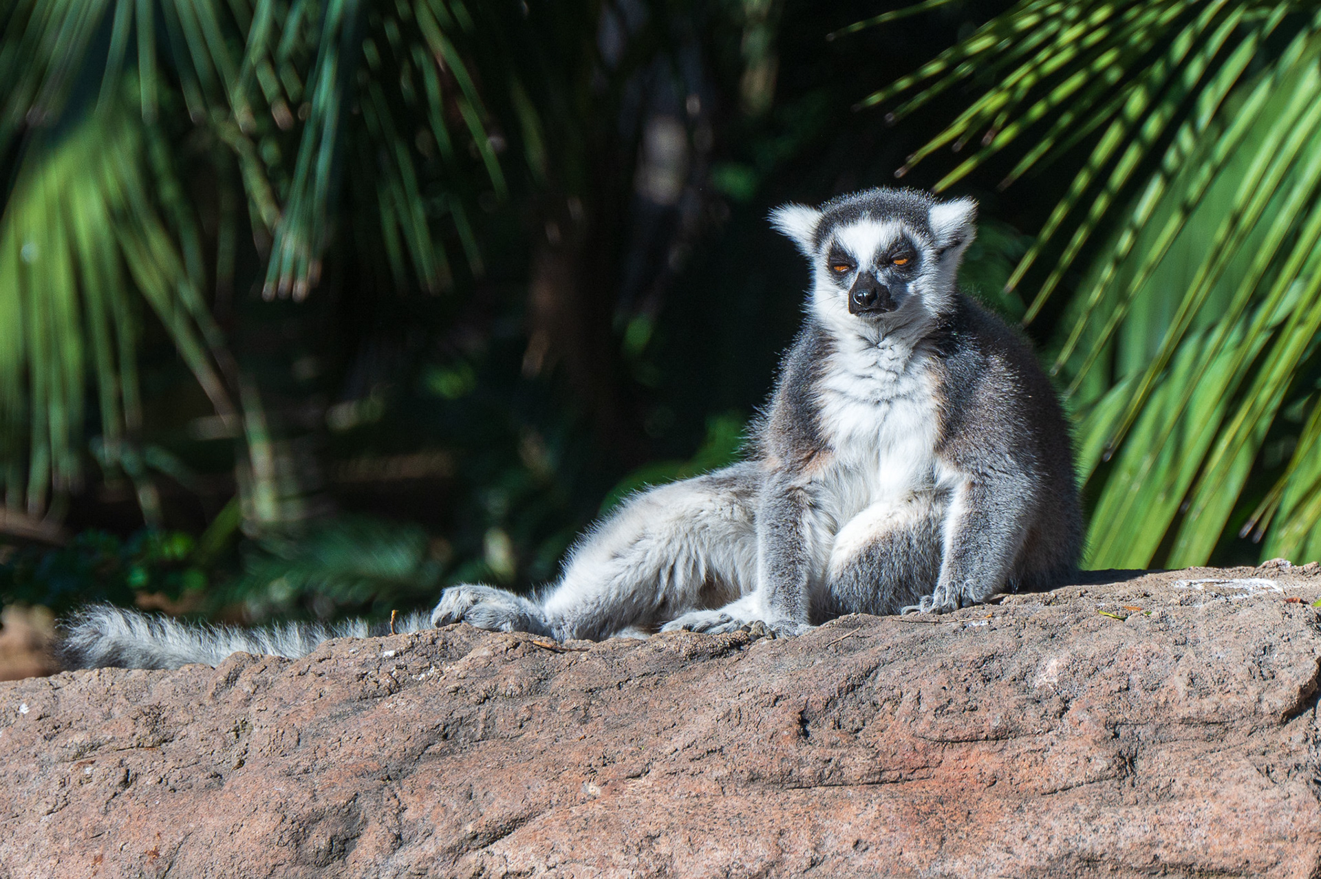 Lemur, Ring-tailed  (Lemur catta)