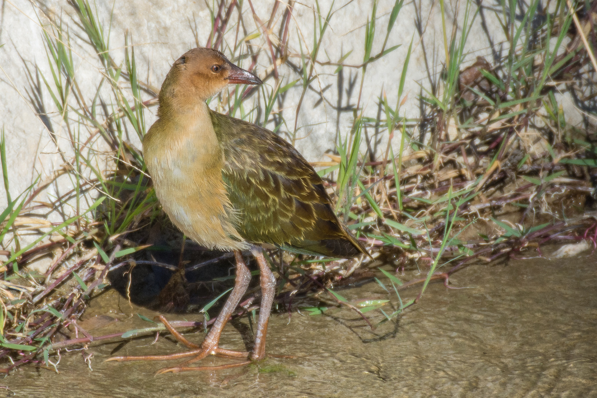 Allen's Gallinule