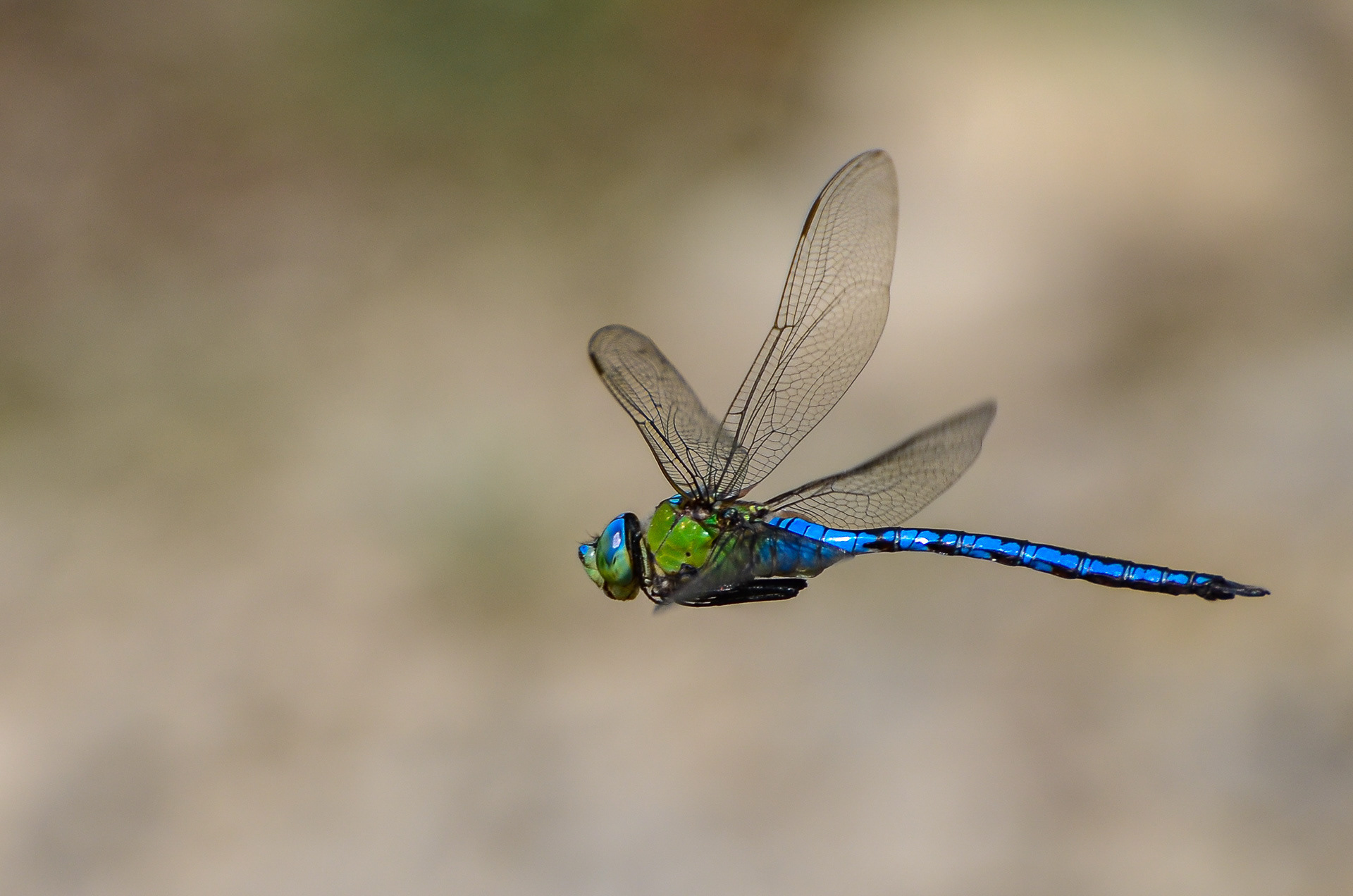 Emperor Dragonfly