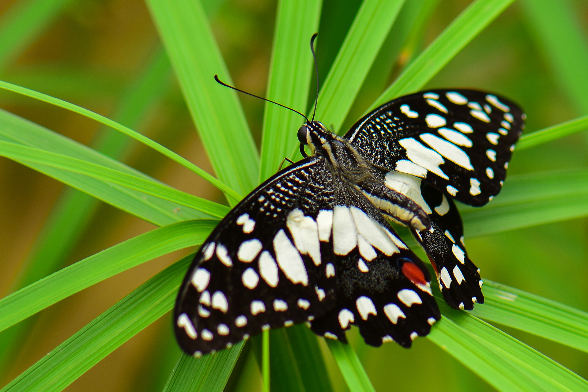 Marbled White
