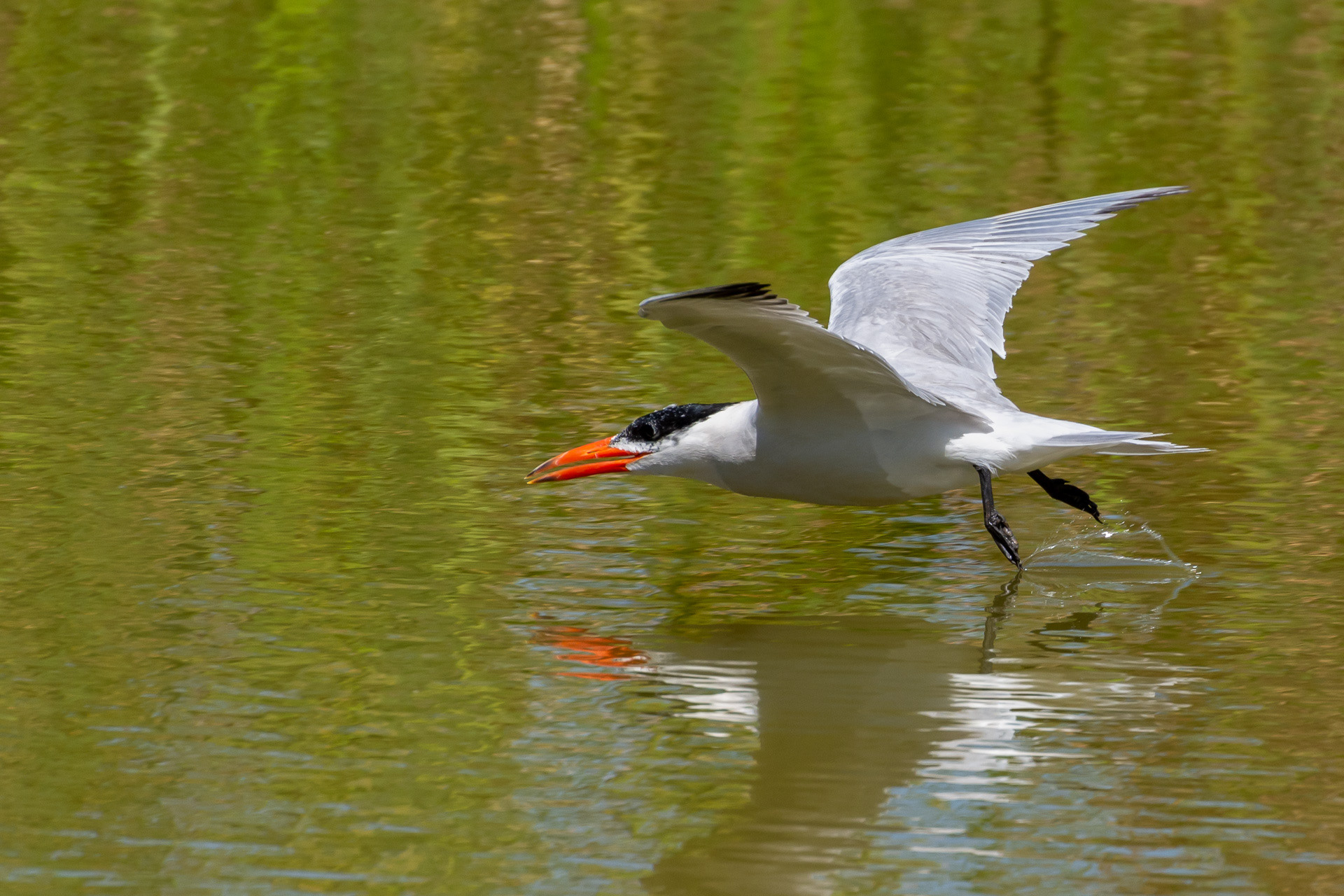 Caspian Tern