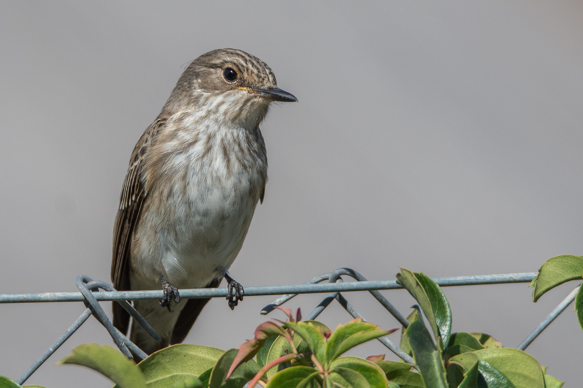 Flycatcher, Spotted (Muscicapa striata)