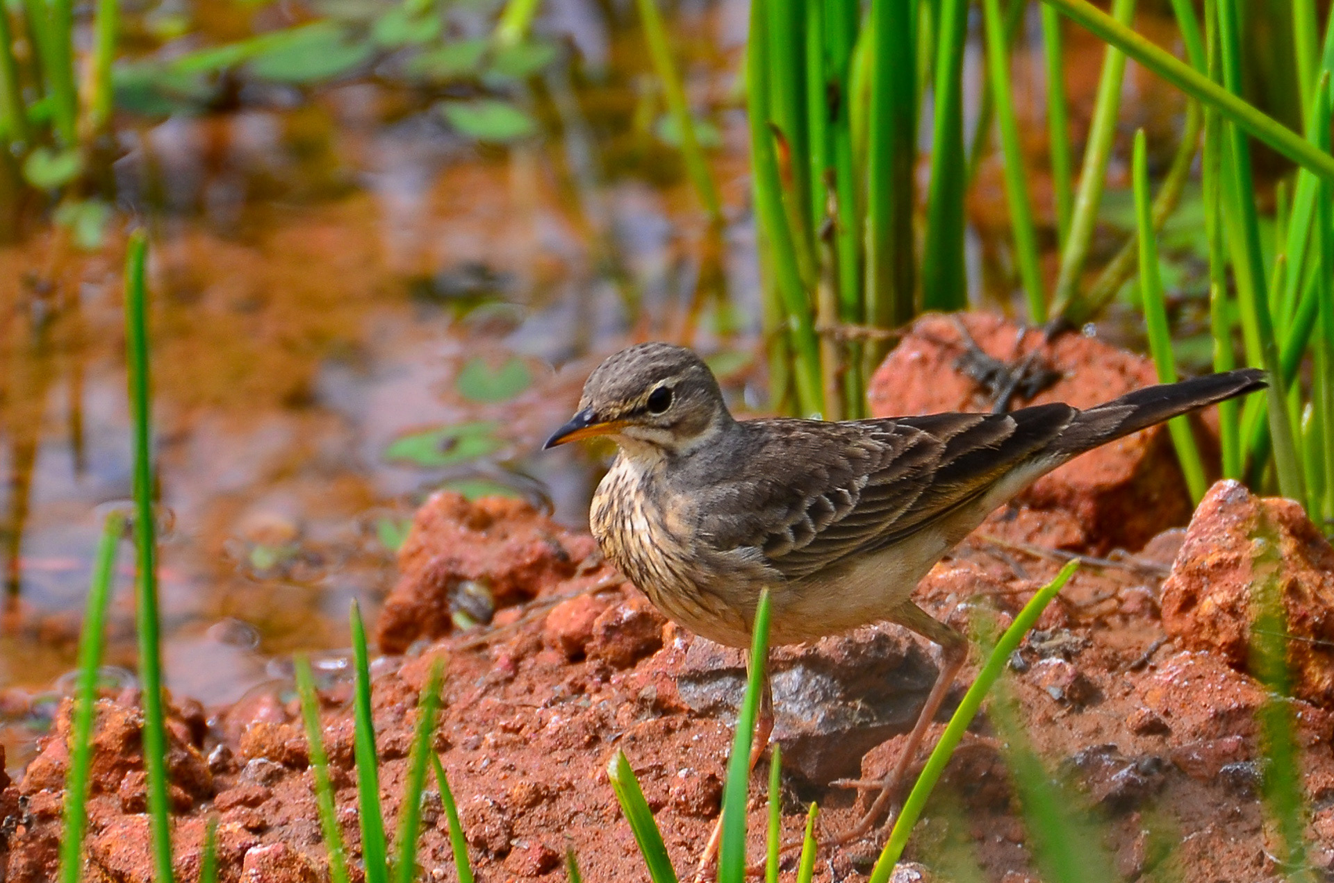 Plain-backed Pipit