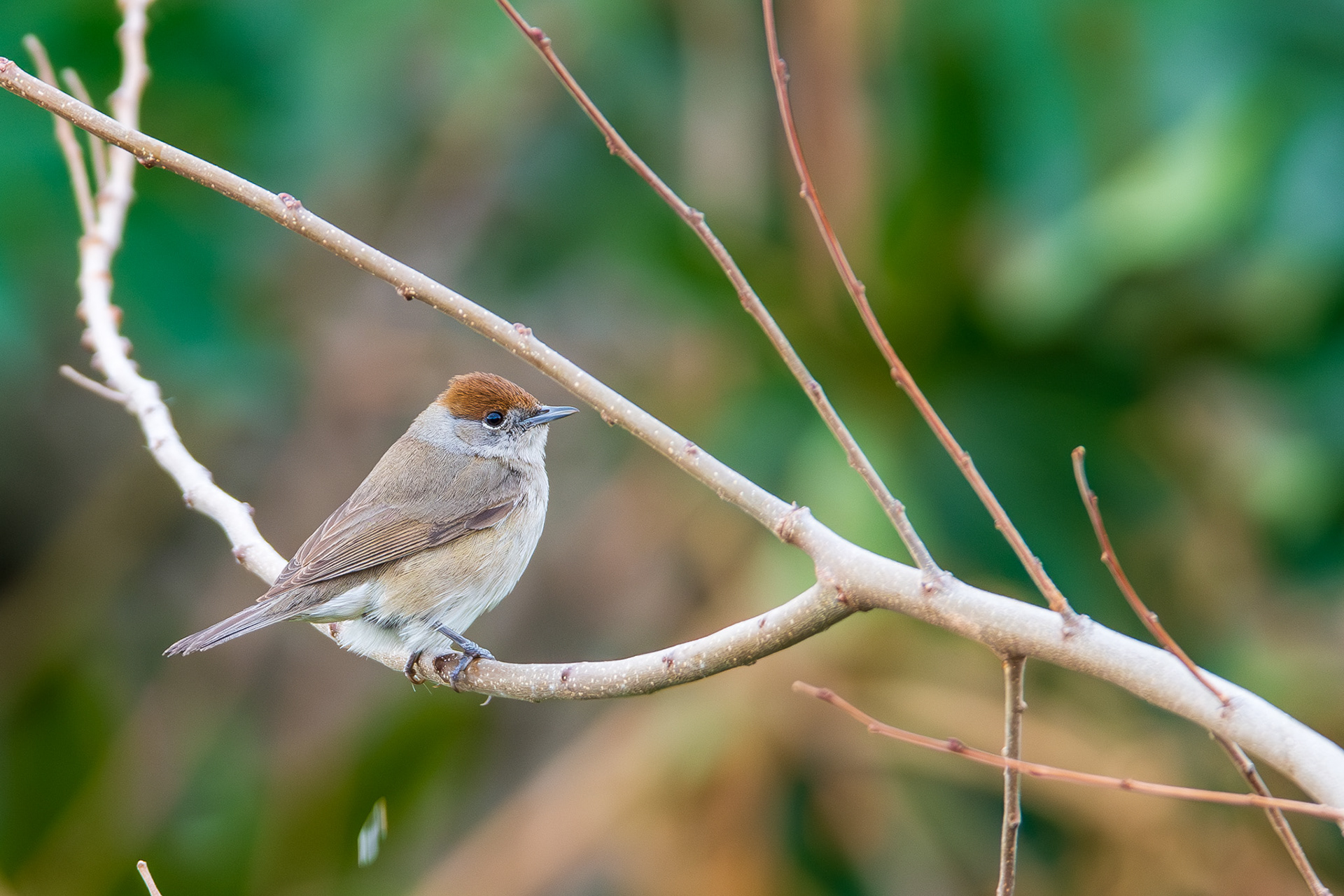 Blackcap, female