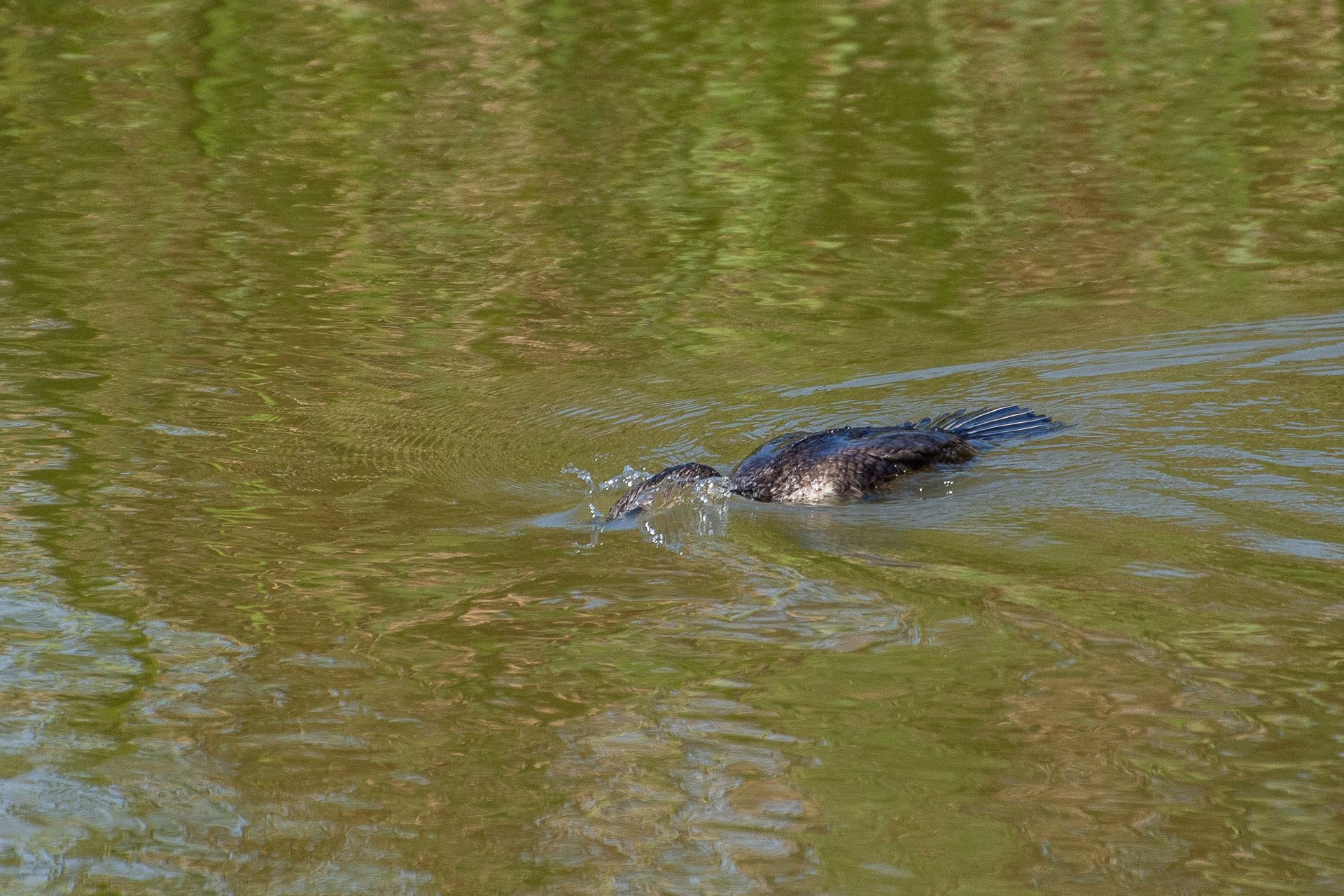 White-breasted Cormorant