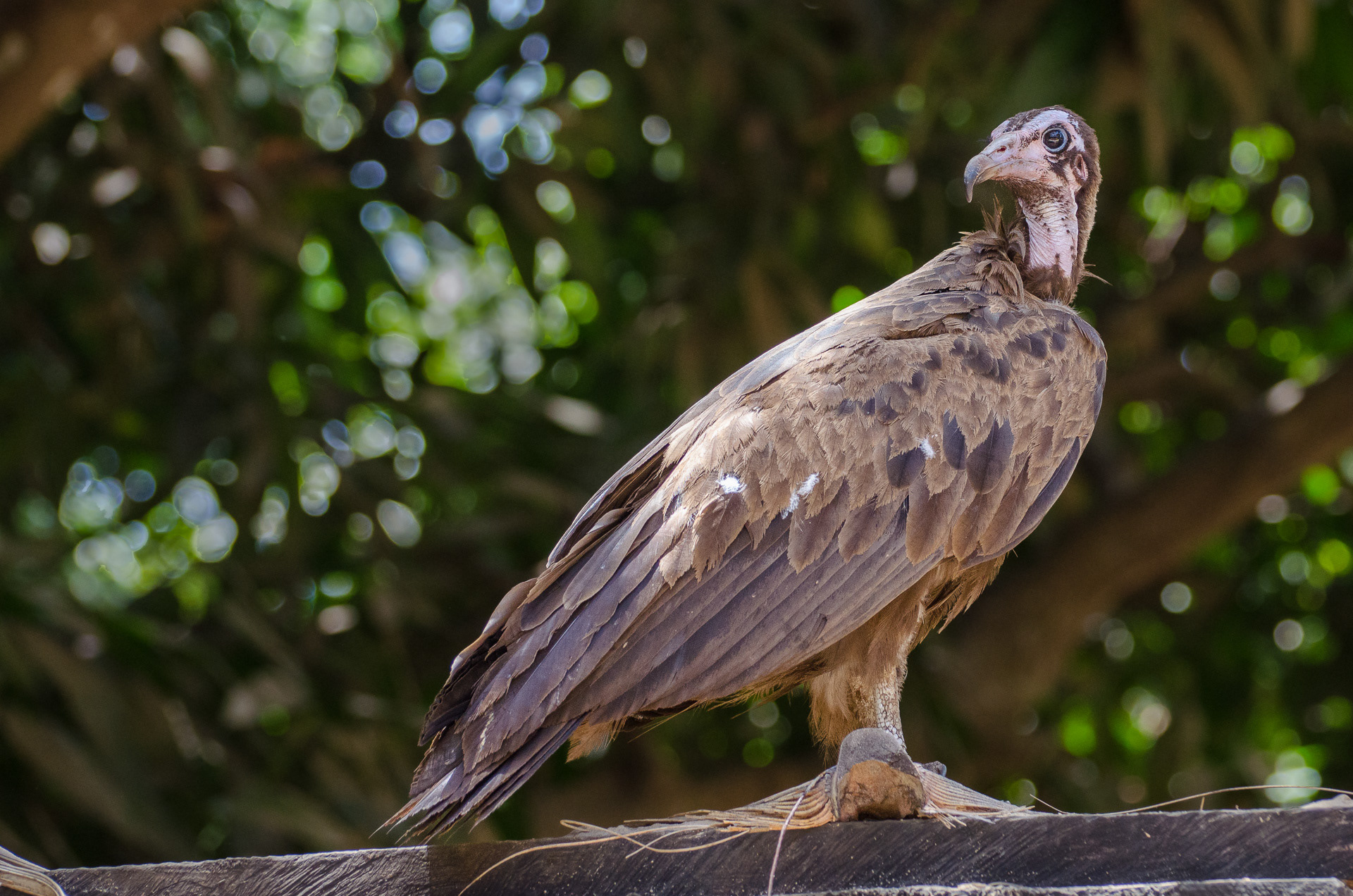 Vulture, Hooded (Necrosyrtes monachus)