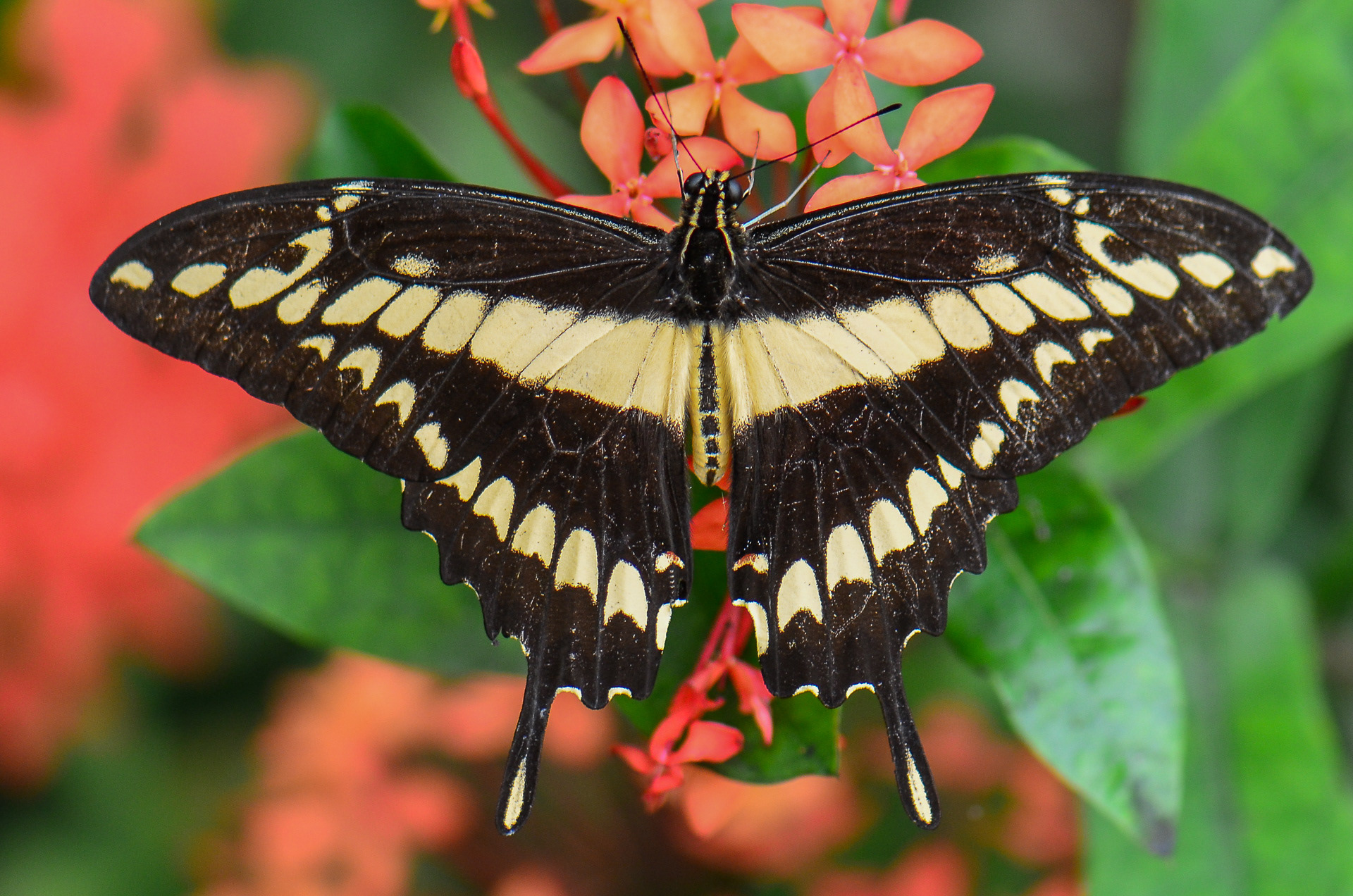 King Swallowtail