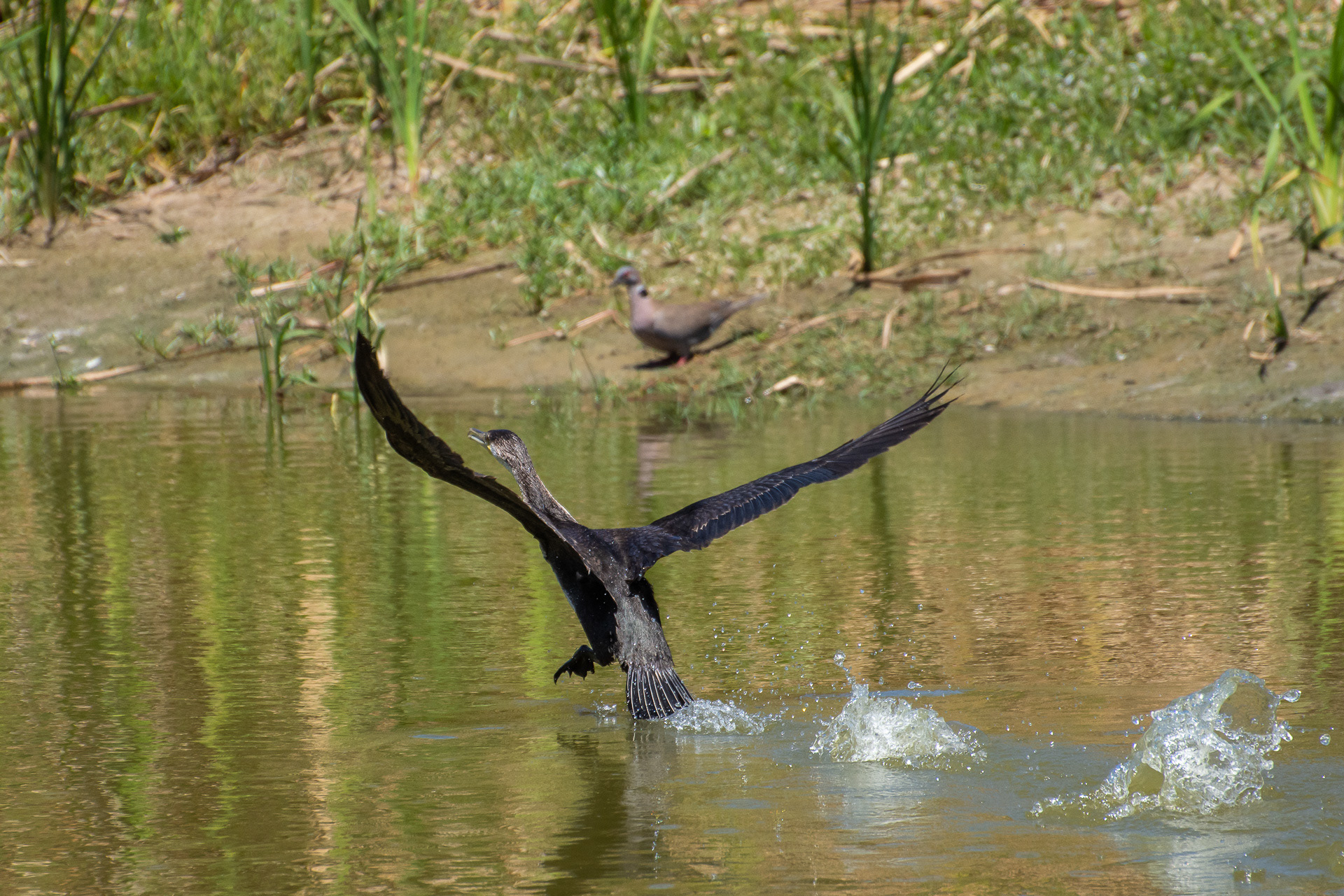White-breasted Cormorant