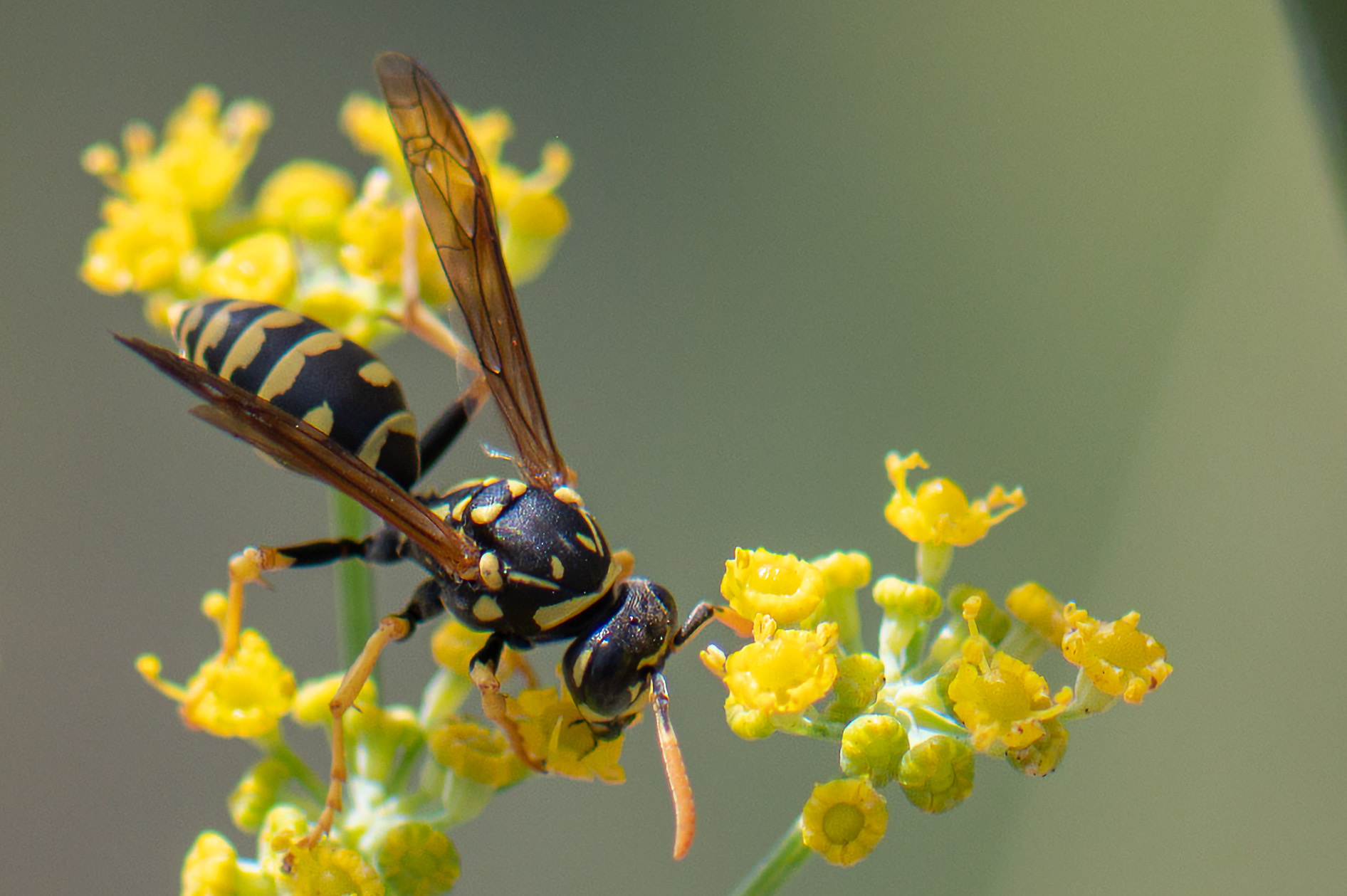 Paper Wasp