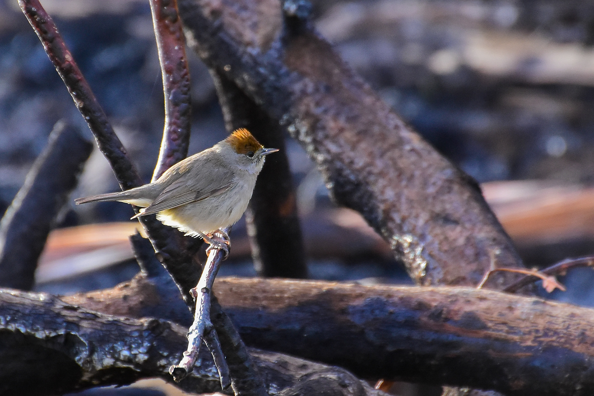 Blackcap, female
