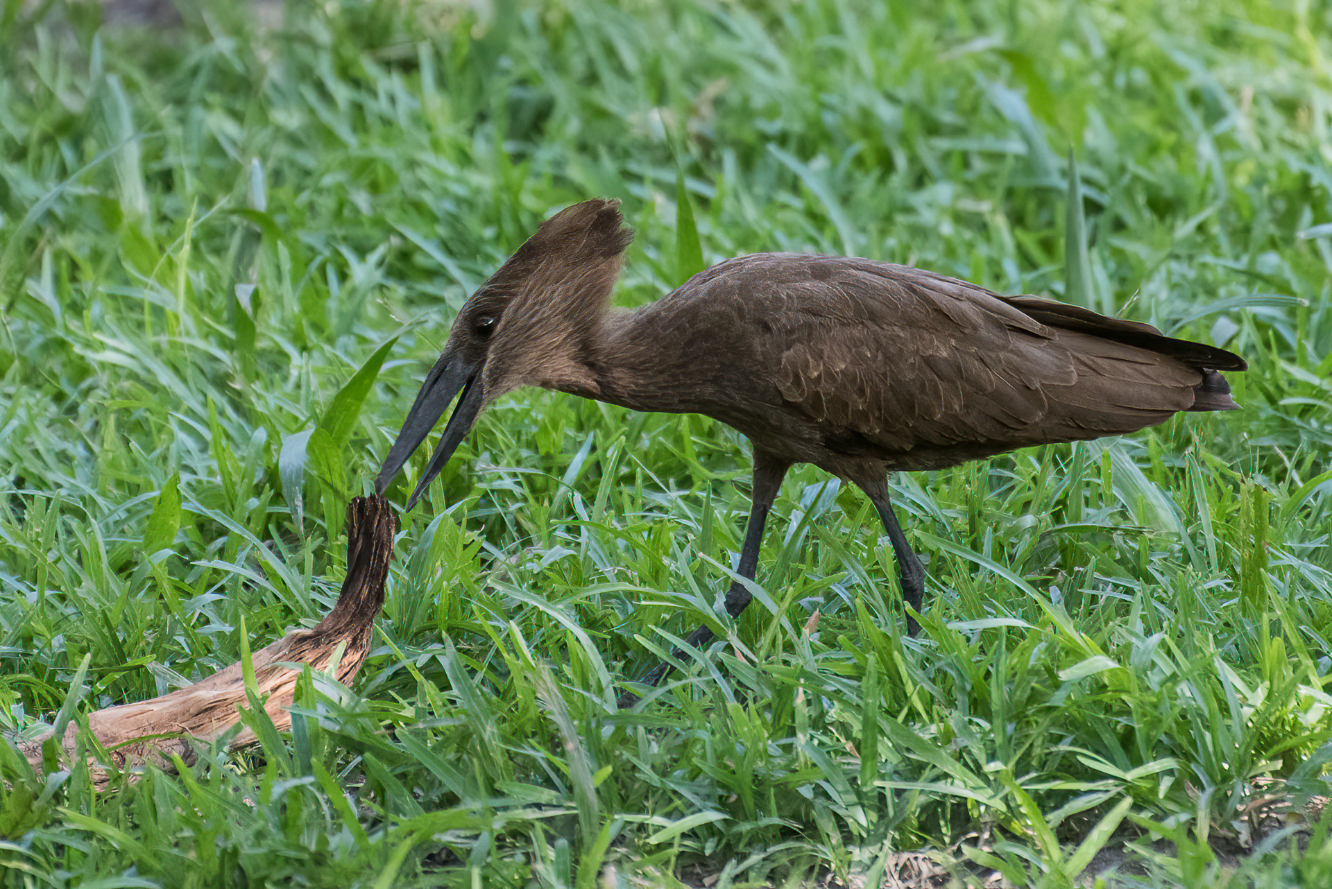 Hamerkop