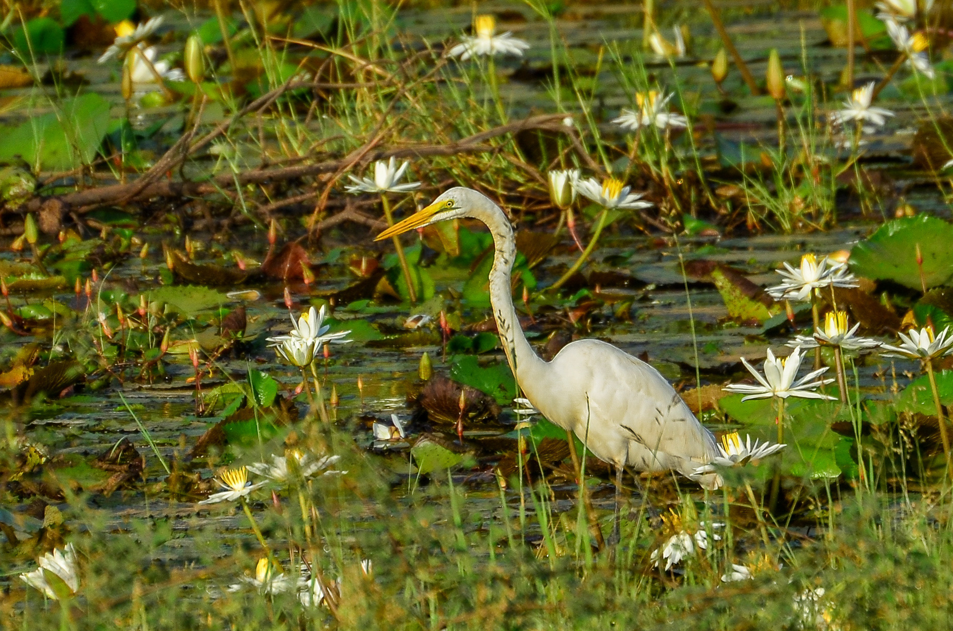 Great Egret