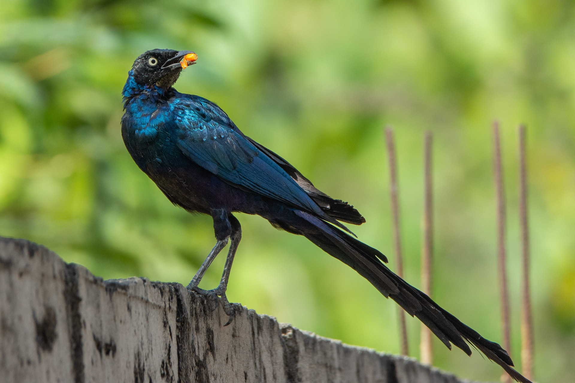 Long-tailed Glossy Starling