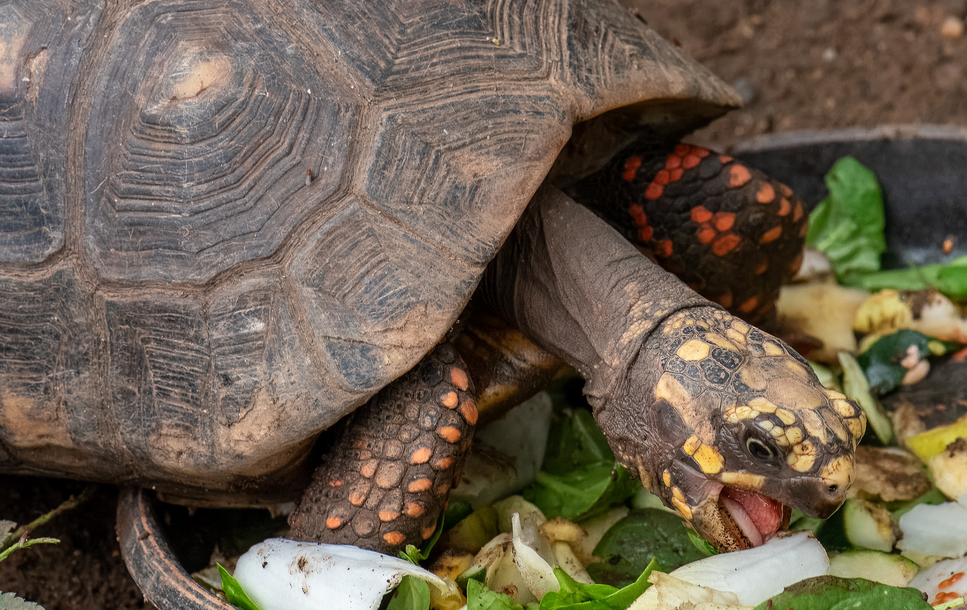 Red-footed Tortoise (Chelonoidis carbonarius)