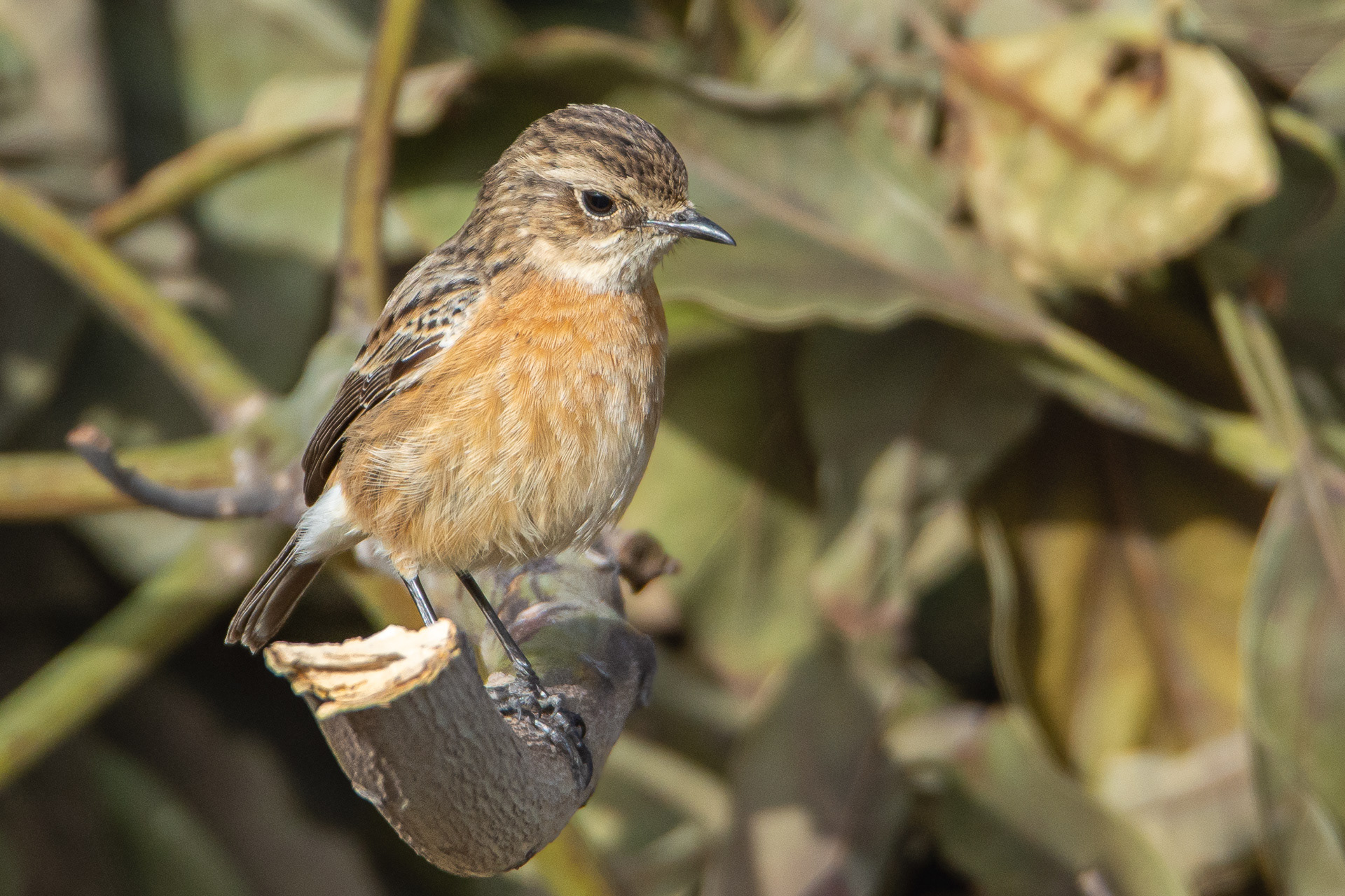 Stonechat (female)