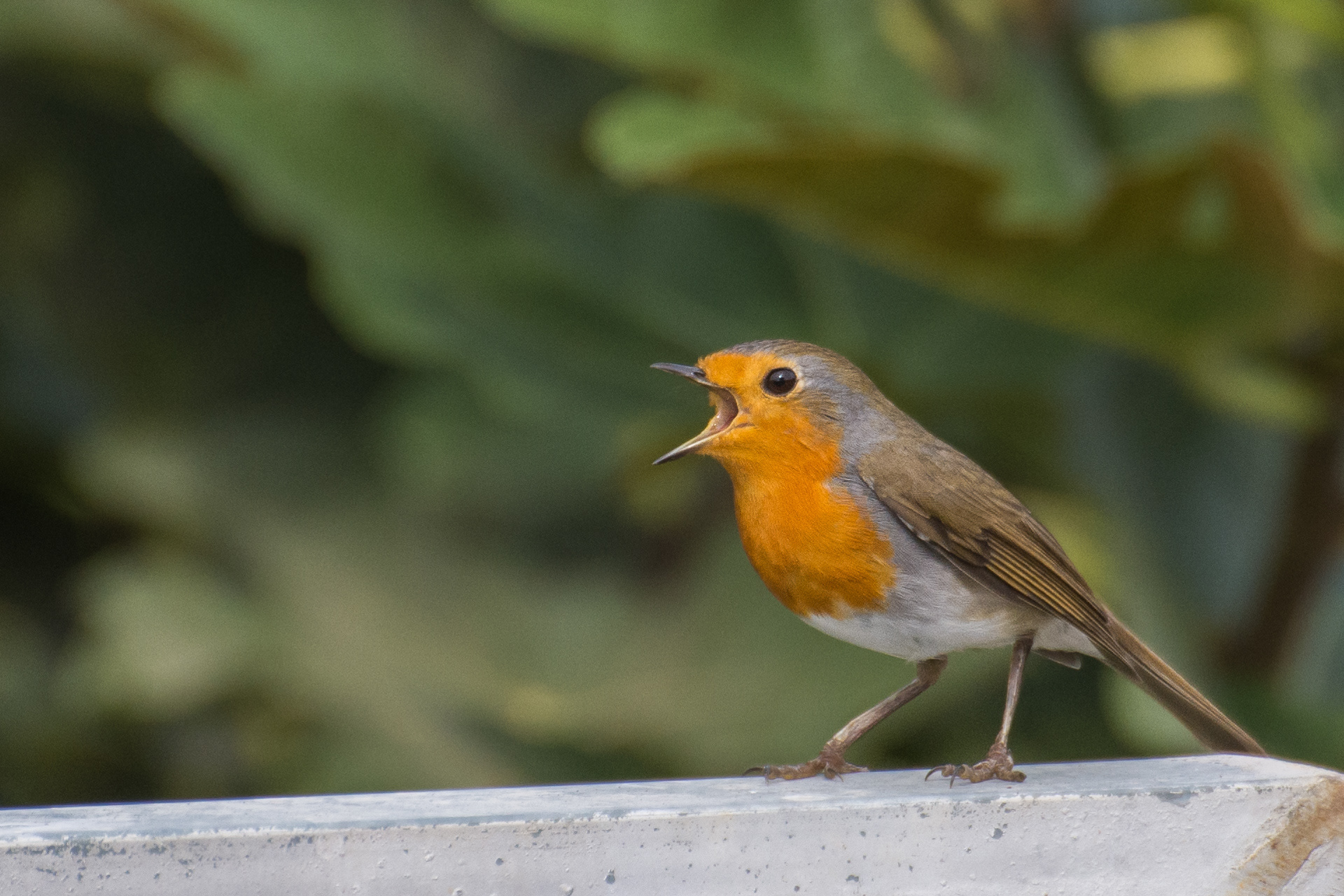 European Robin