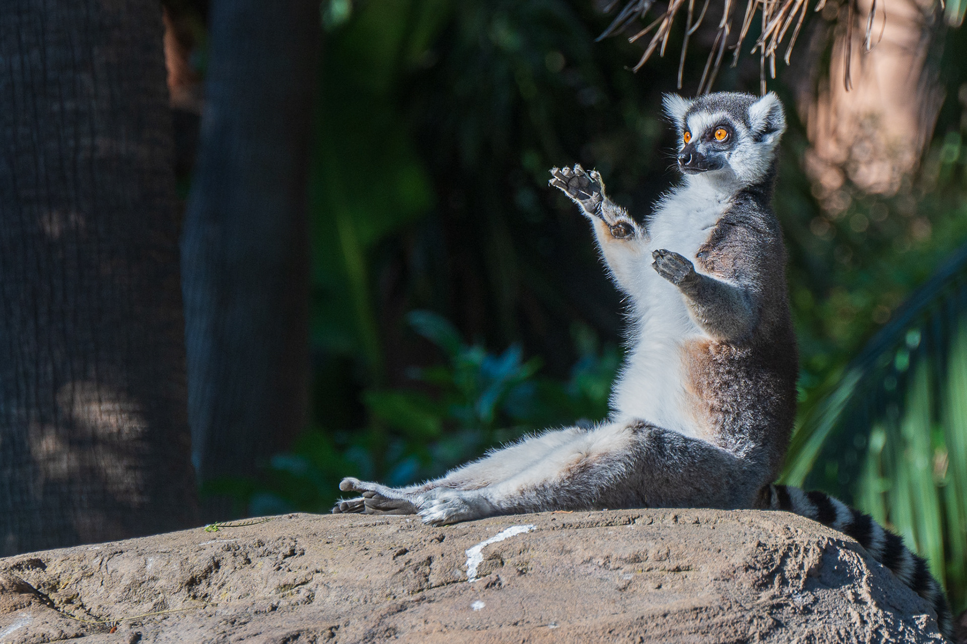 Lemur, Ring-tailed  (Lemur catta)