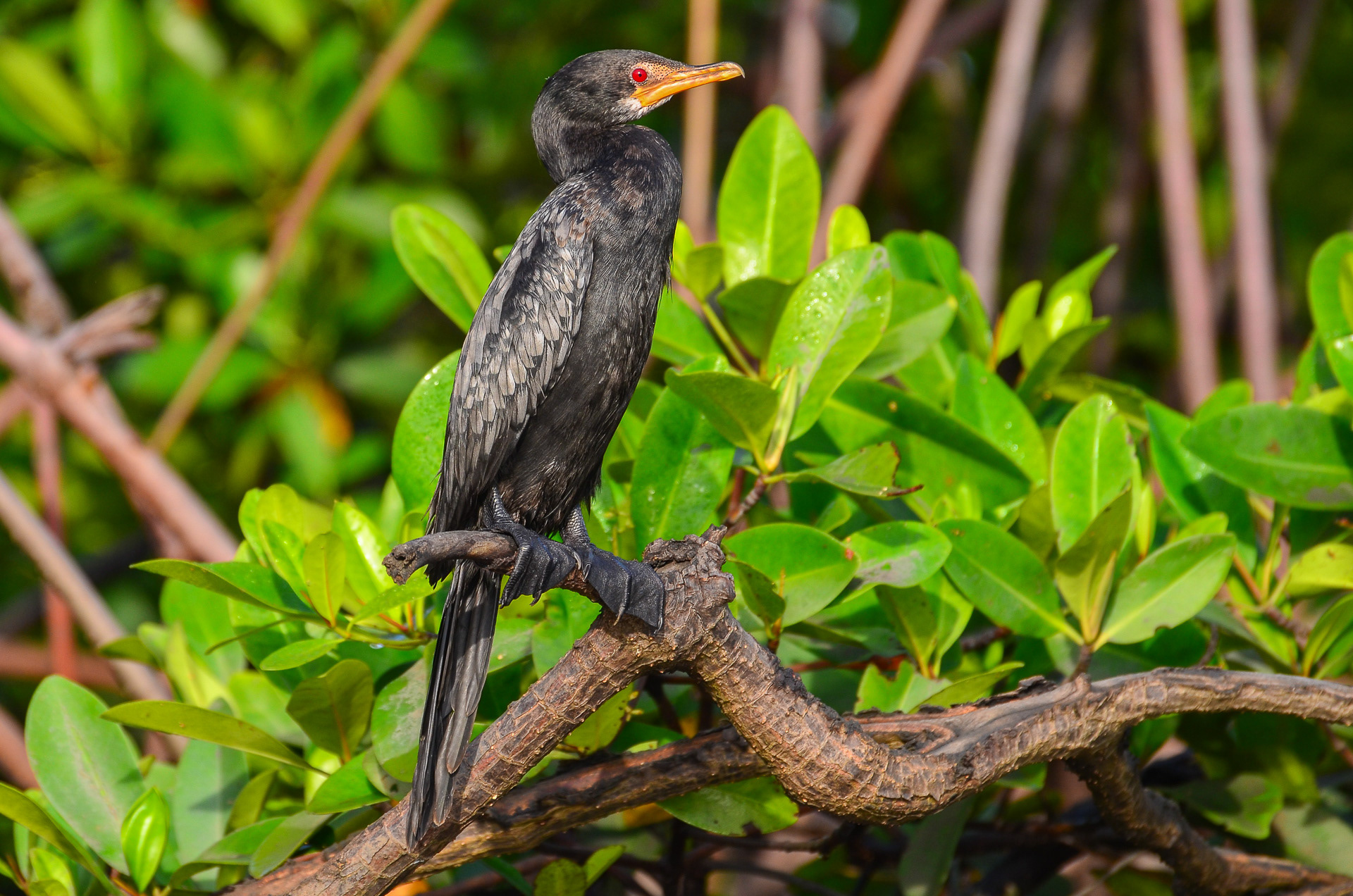 Long-tailed Cormorant