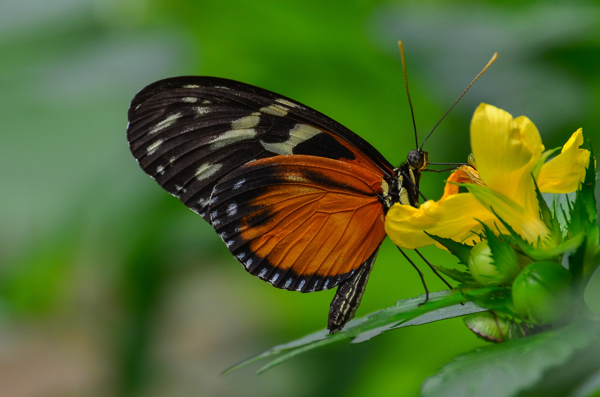 Tiger Longwing