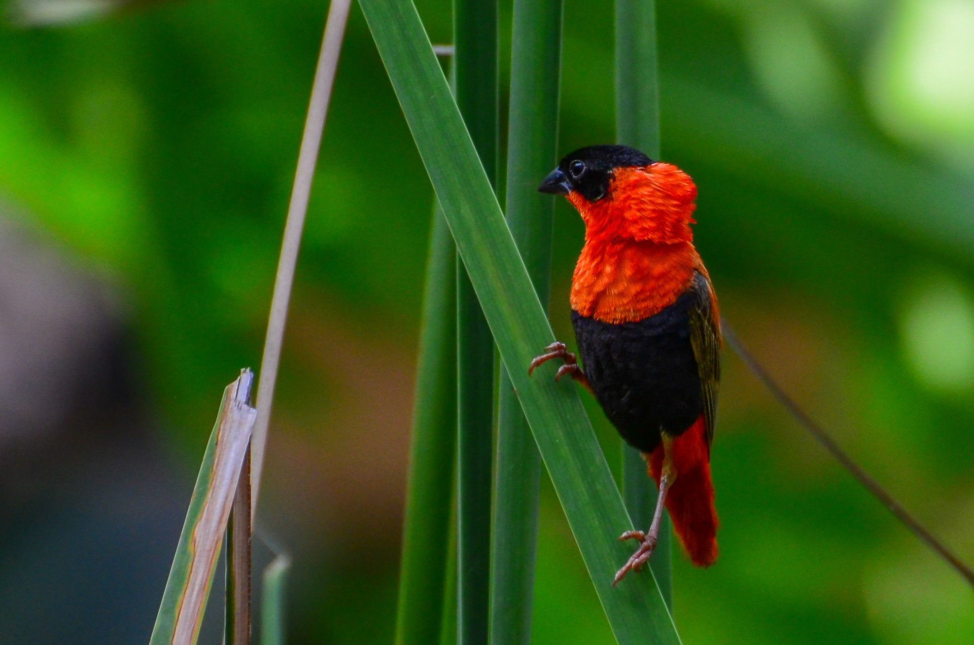 Northern Red Bishop