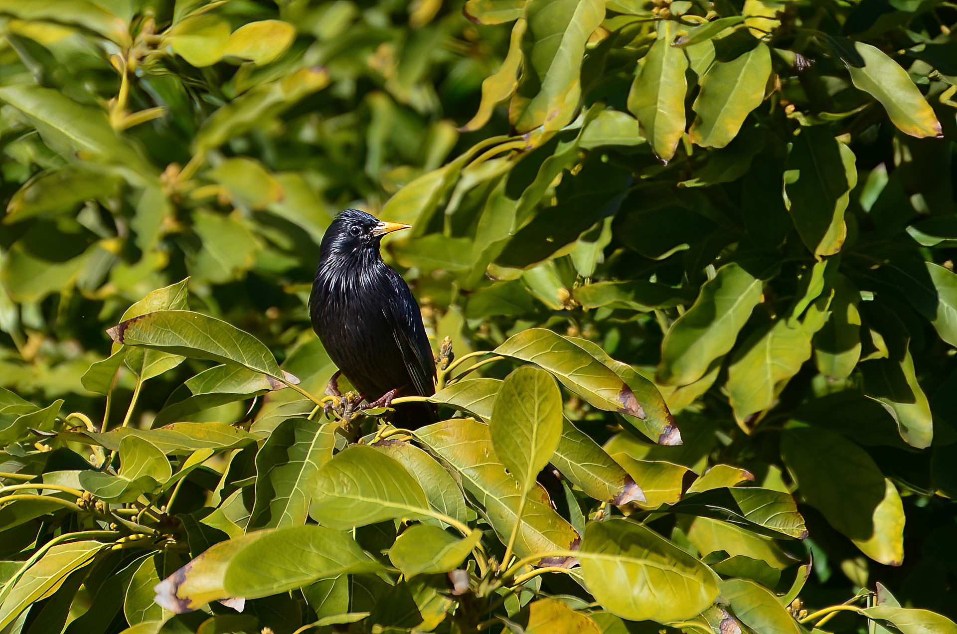 Spotless Starling