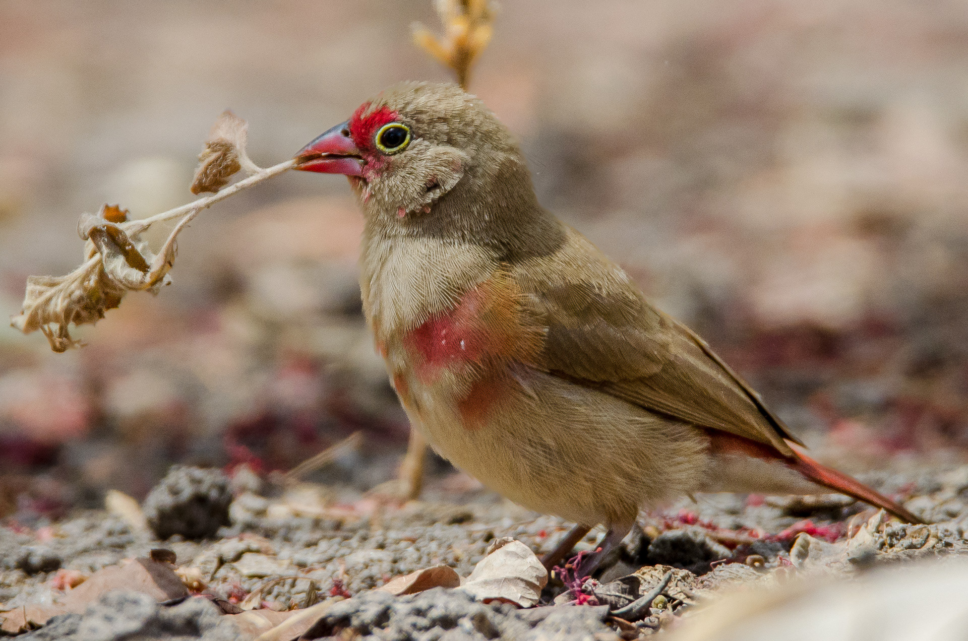 Firefinch, Red-billed (female) (Lagonosticta senegala)