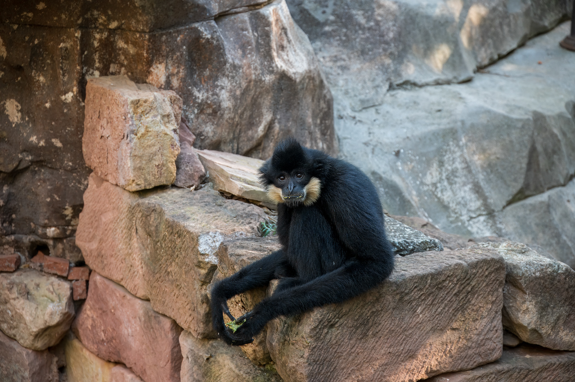 Gibbon, Yellow-cheeked (Nomascus gabriellae)