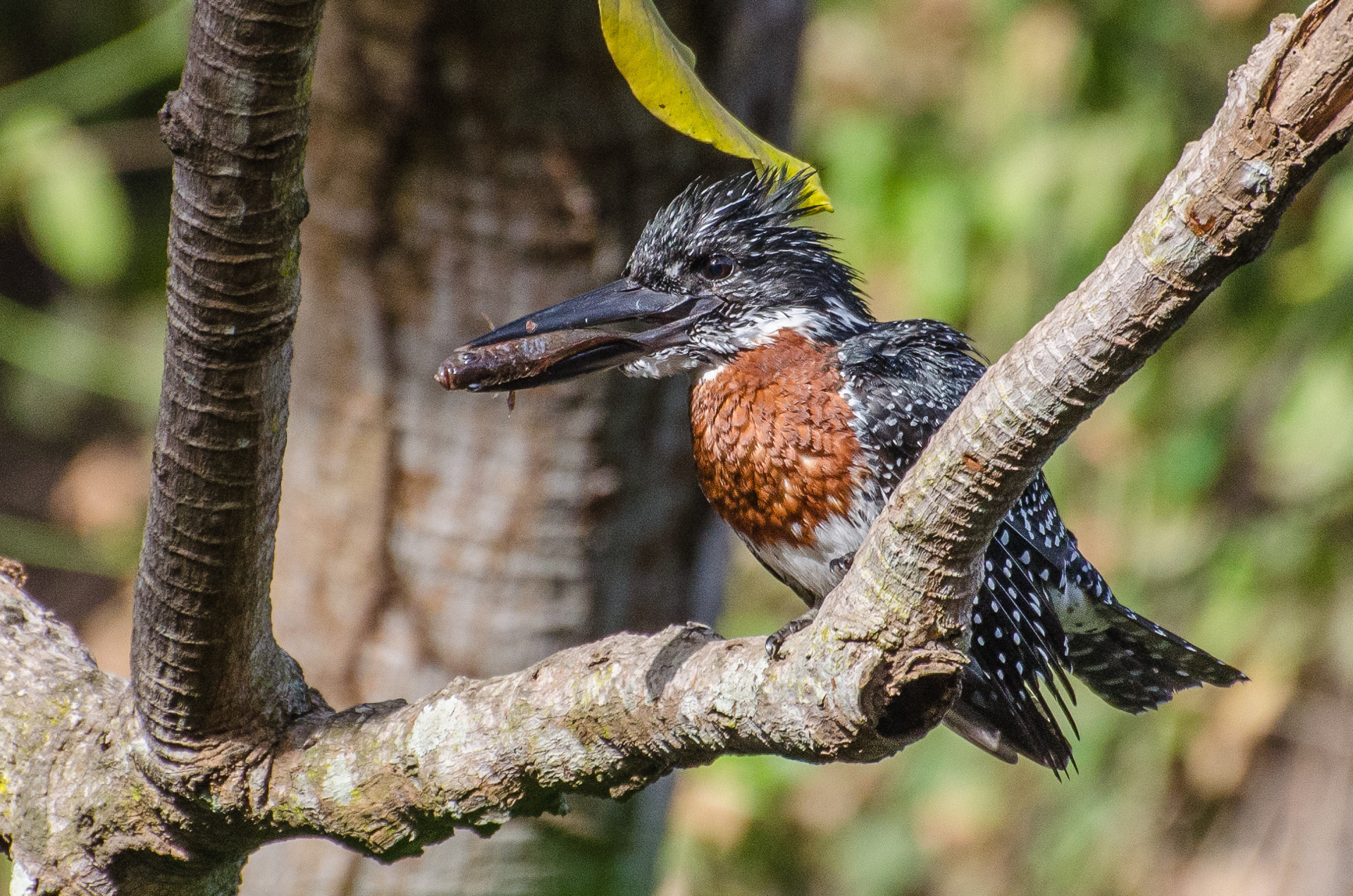 Giant Kingfisher (male)