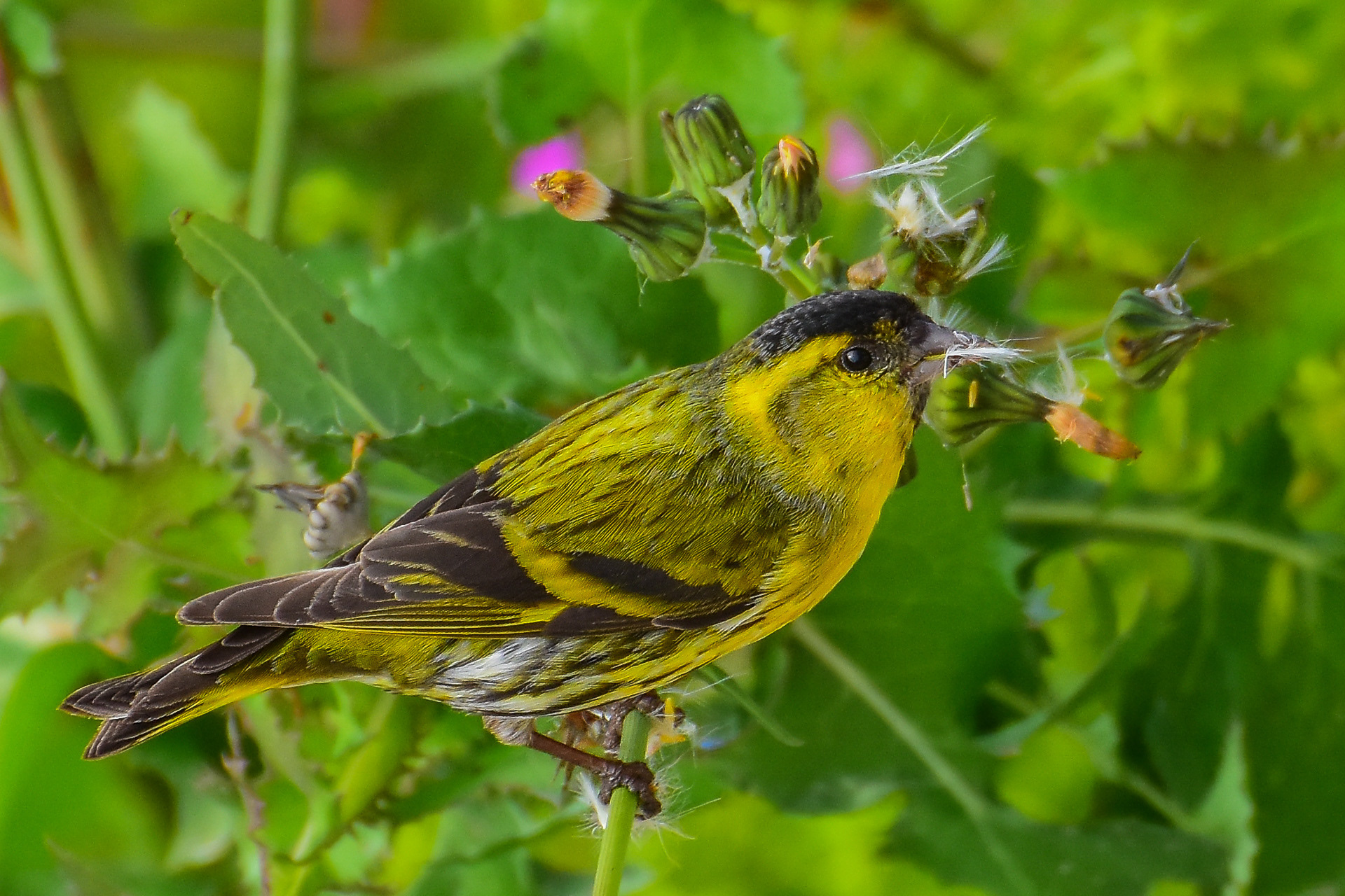 Siskin