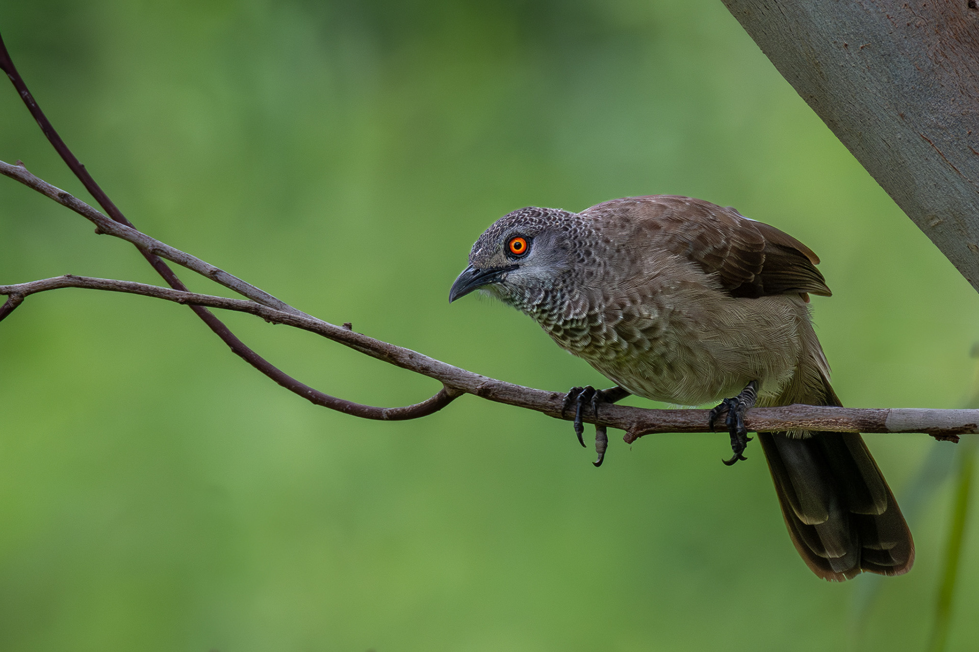 Brown Babbler