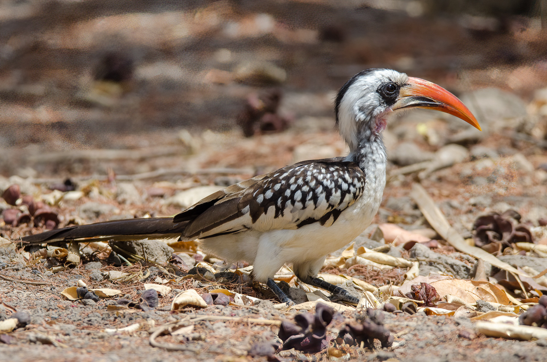 Western Red-billed Hornbill