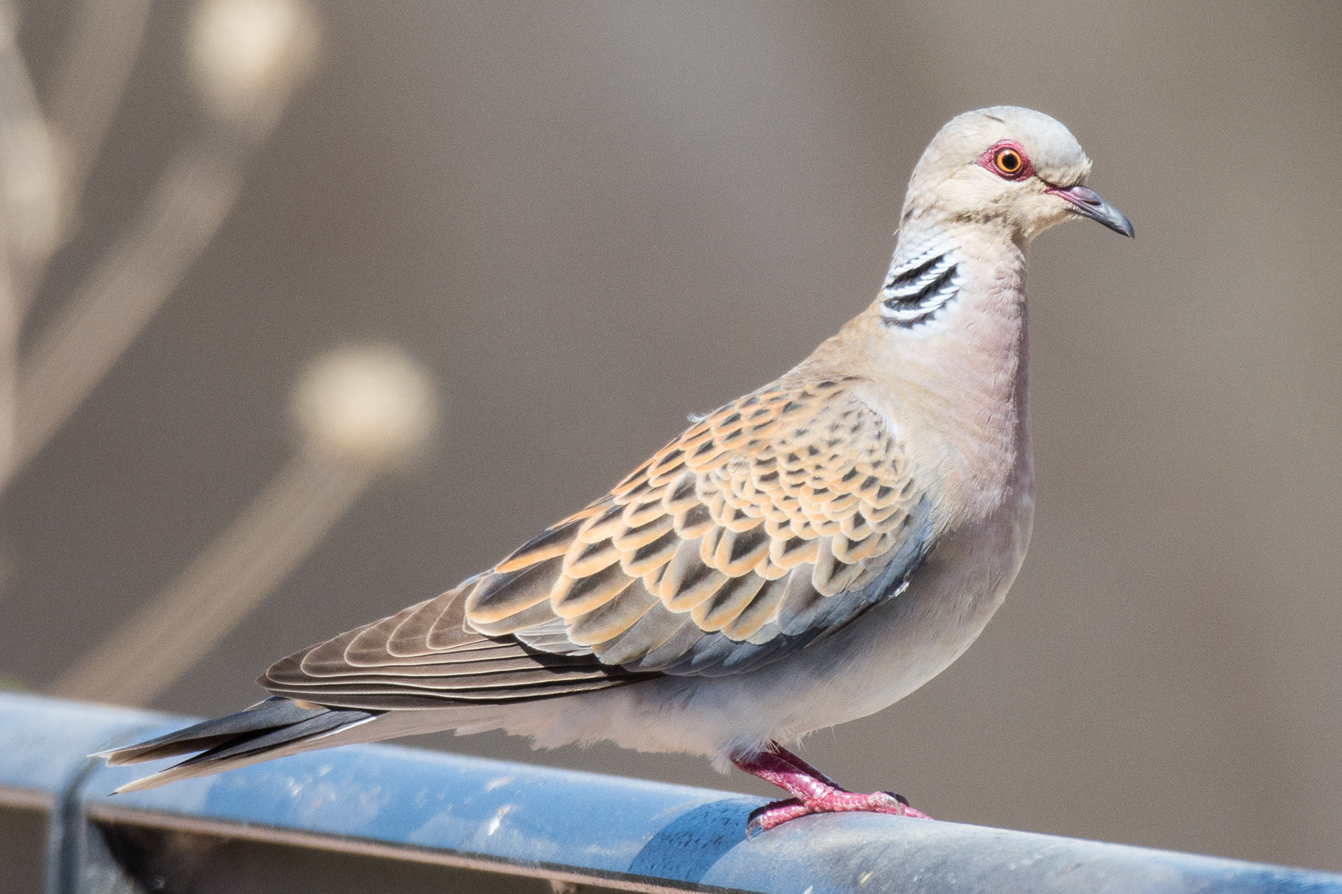 European Turtle Dove
