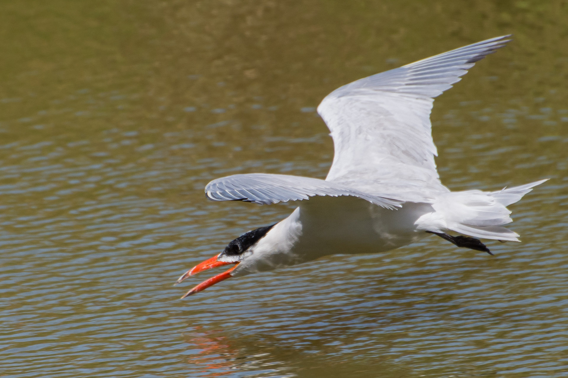 Caspian Tern