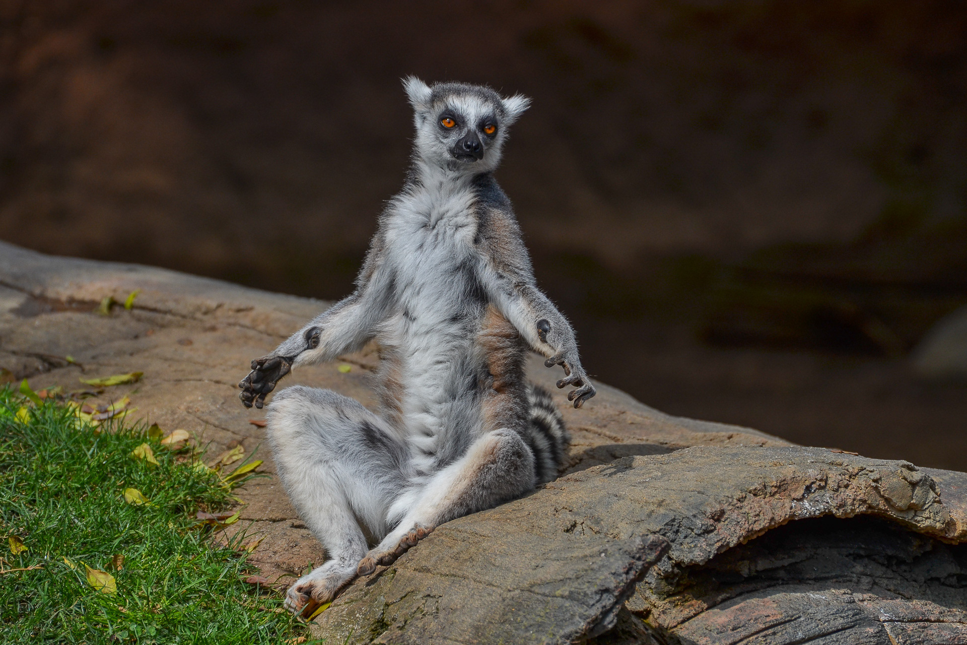 Ring-tailed Lemur