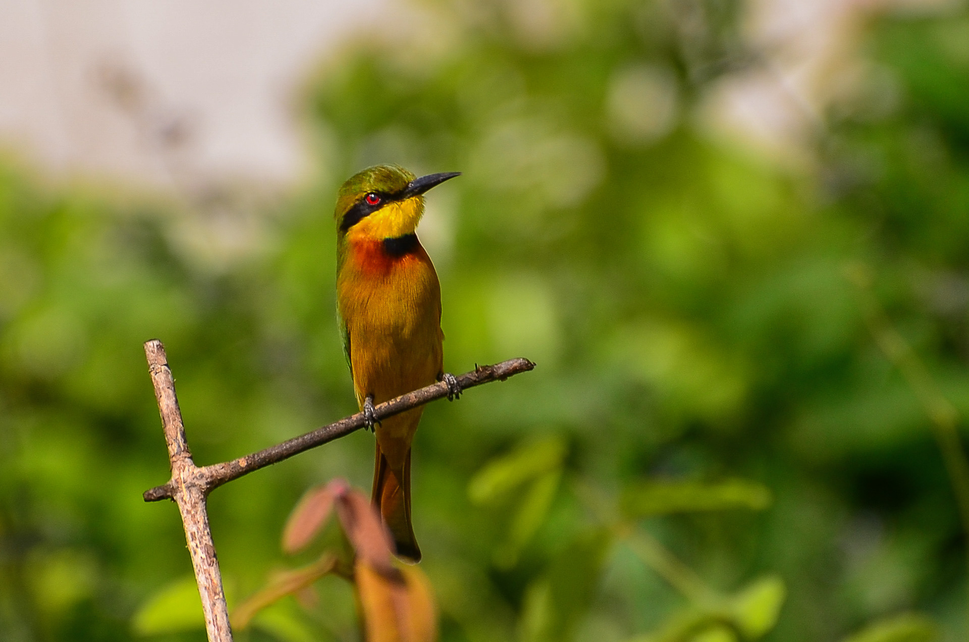 Little Bee-eater