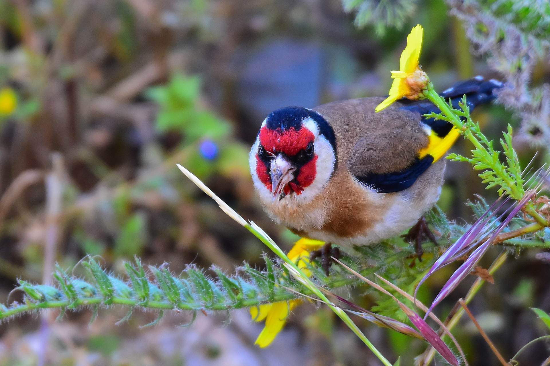 Goldfinch