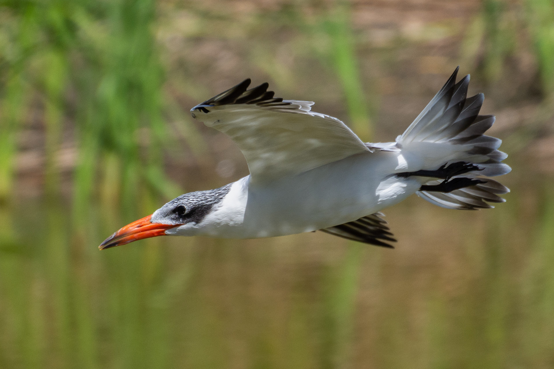 Caspian Tern