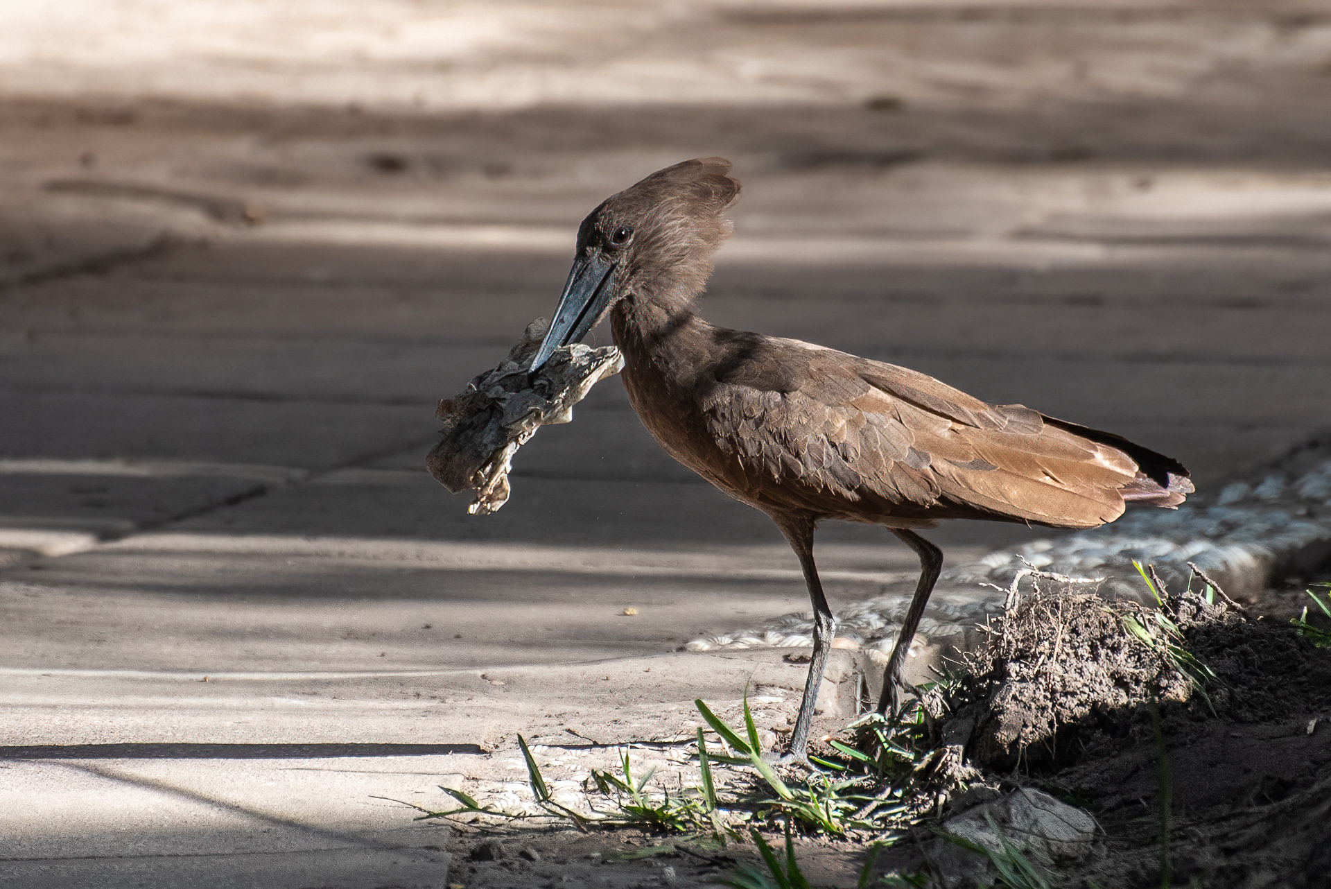 Hamerkop