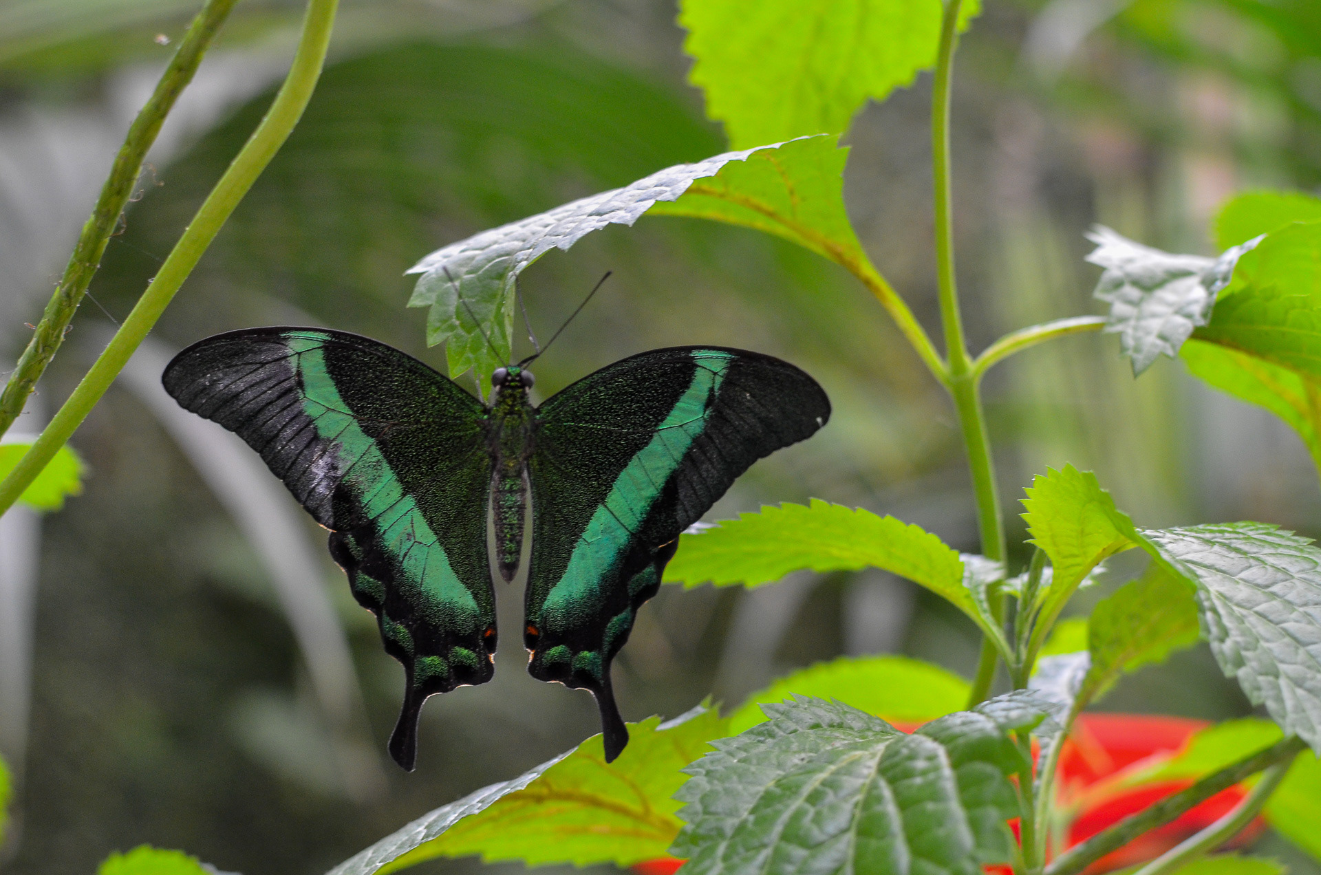 Emerald Swallowtail