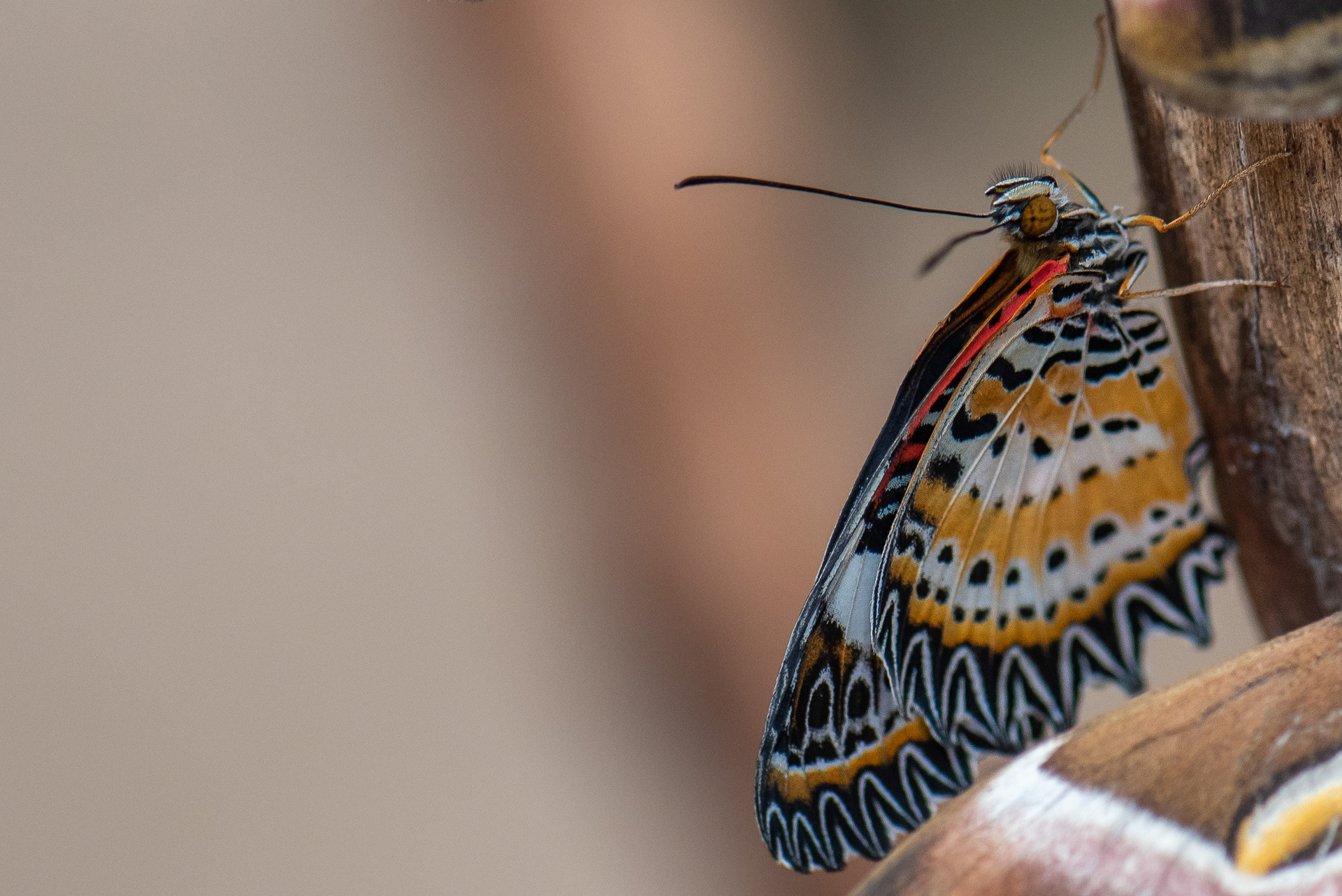 Lacewing