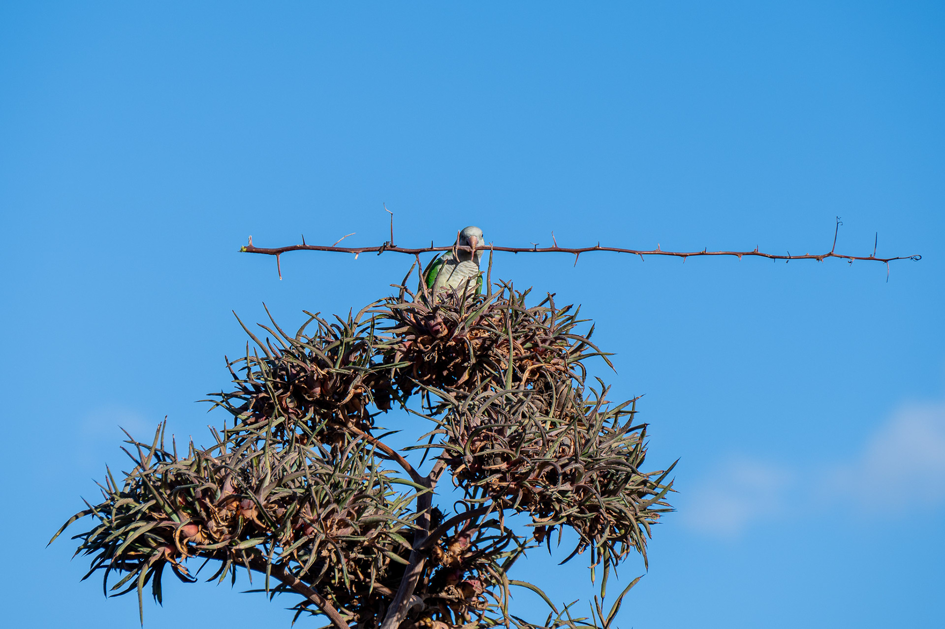 Monk Parakeet