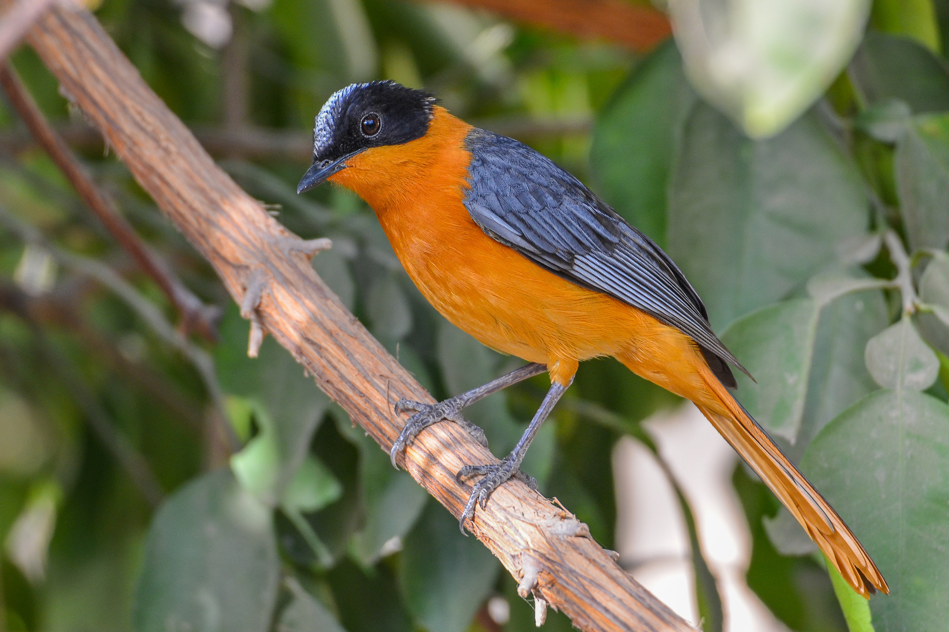 Snowy-crowned Robin-chat