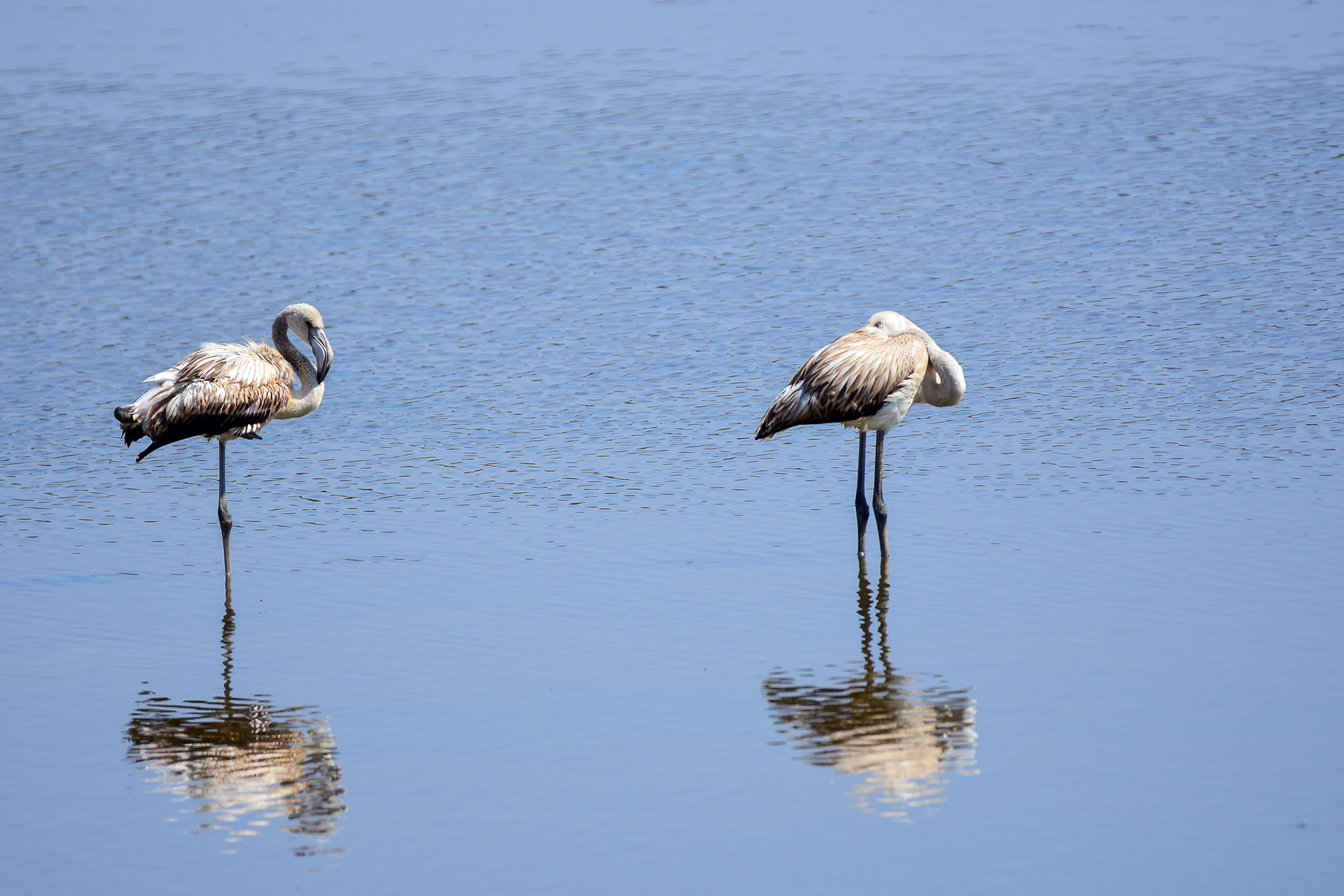 Greater Flamingo