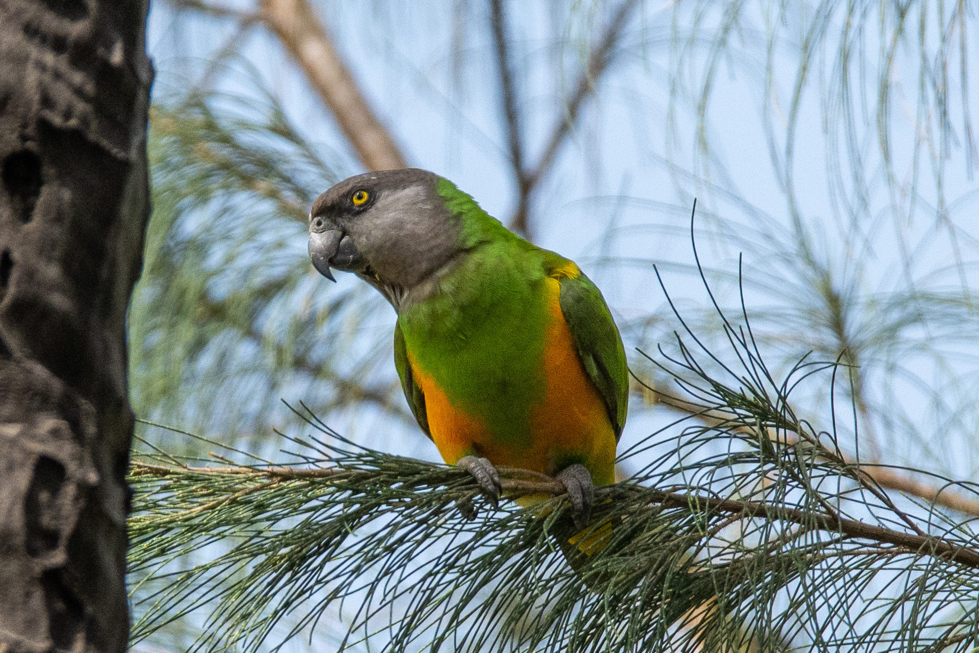 Senegal Parrot