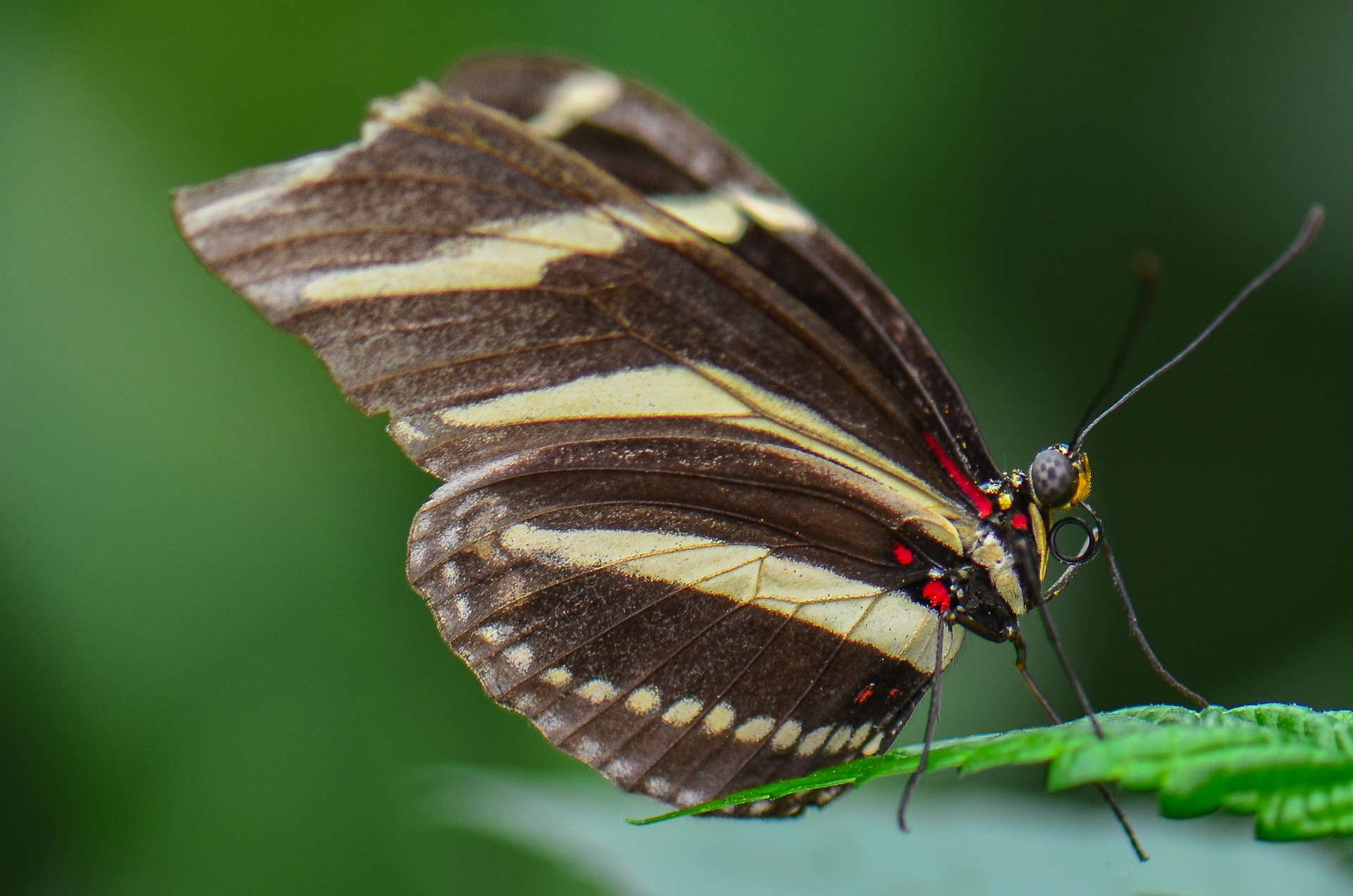 Zebra Longwing