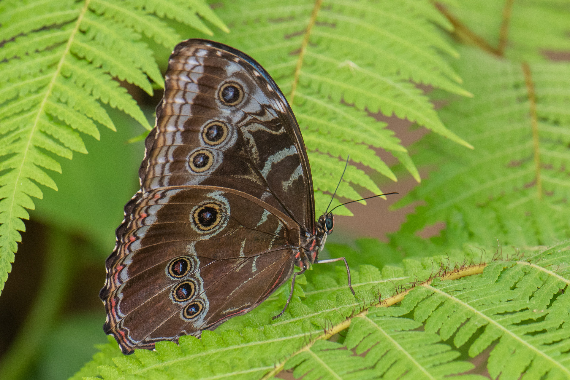 Peleides Blue Morpho