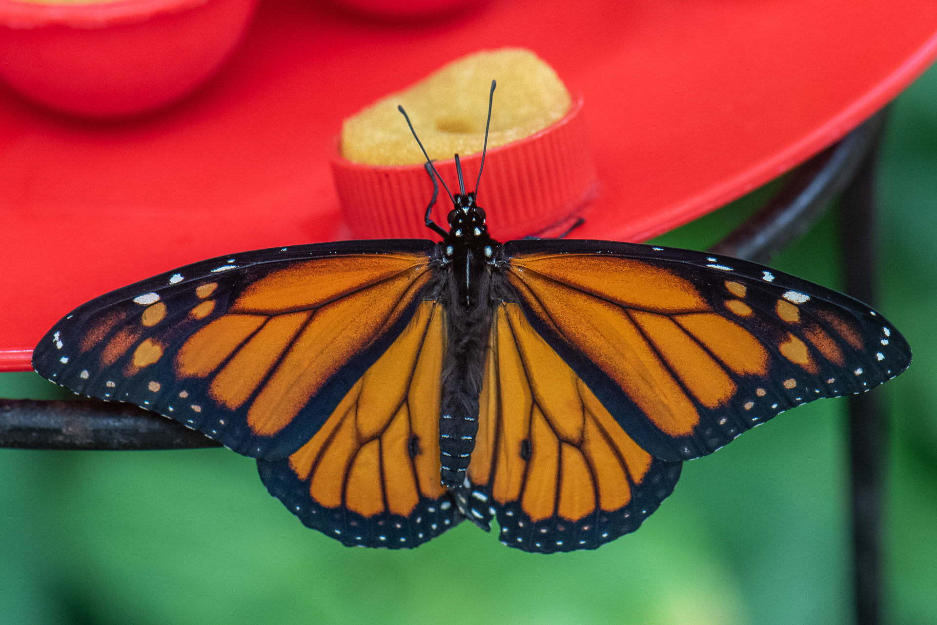 Monarch