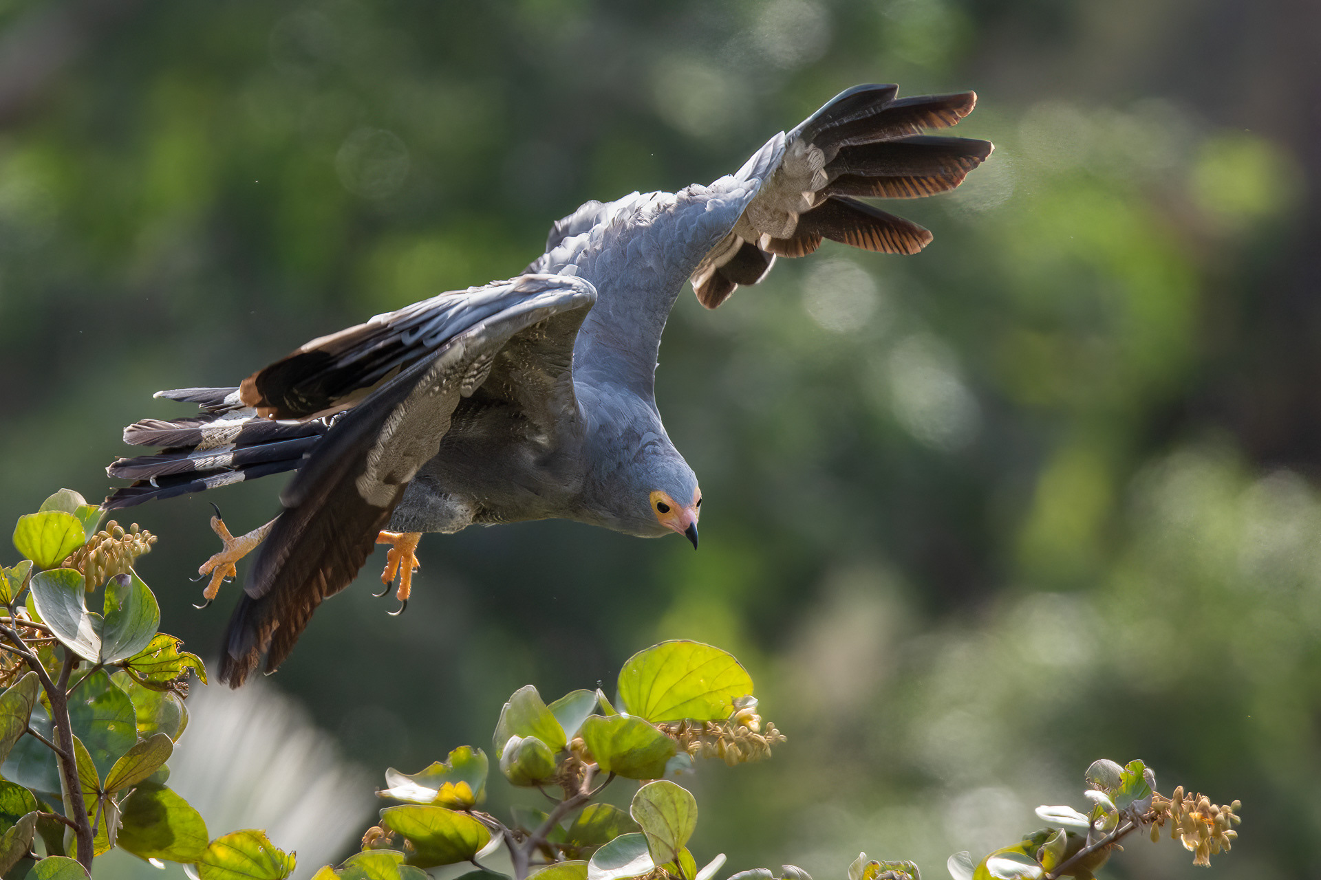 Harrier Hawk, African (Polyboroides typus)